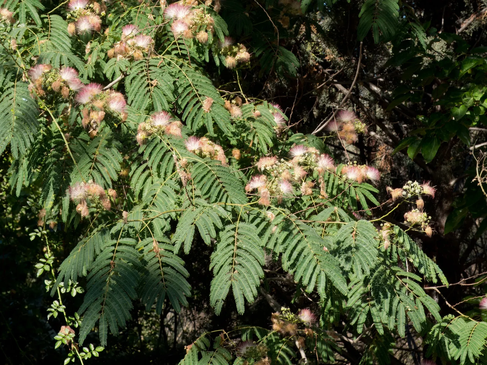 Silk Tree (Albizia Julibrissin) — each composed of hundreds of tiny leaflets; feathery leaves and showy pink