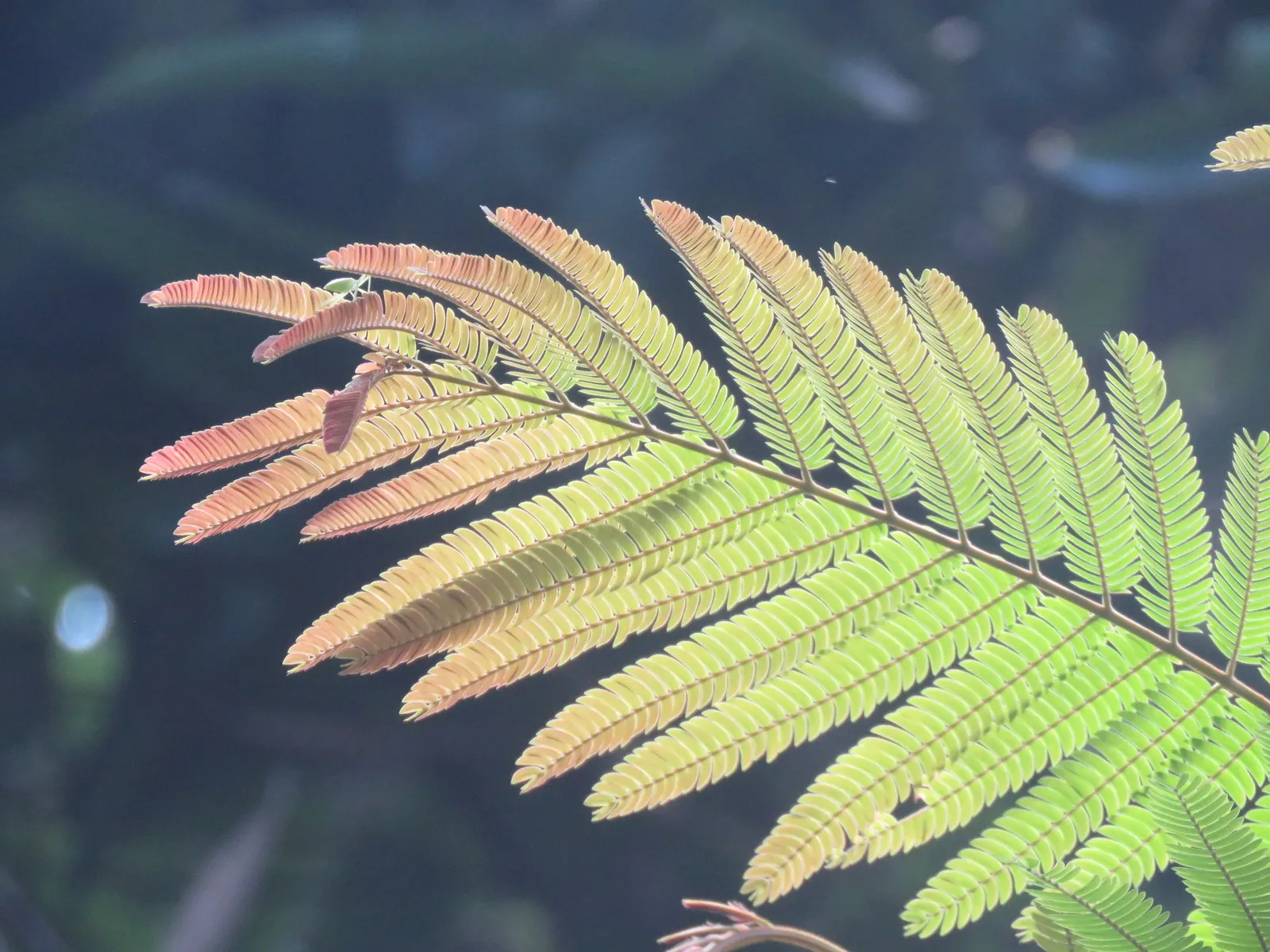 Silk Tree (Albizia Julibrissin) — tree for full or half; its exuberant blooms and serene canopy make it an alluring focal point in a diversity of, image 88