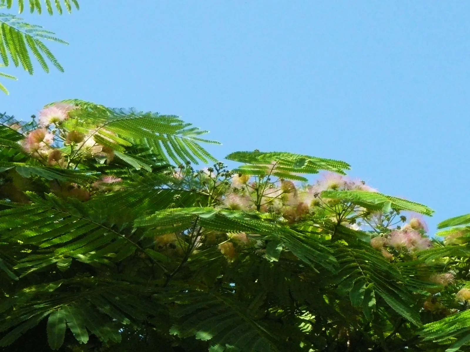 Silk Tree (Albizia Julibrissin) — zones 6-9, it thrives in full sun and well-drained soil