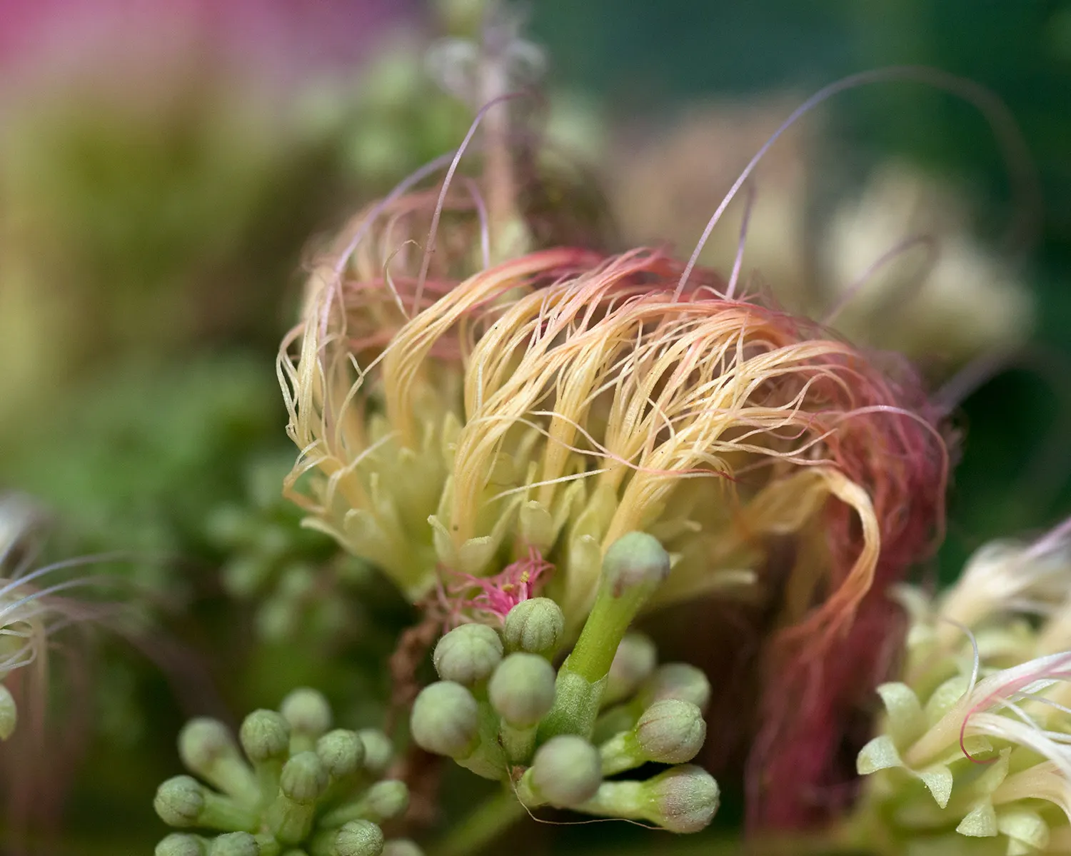 Silk Tree (Albizia Julibrissin) — Its quick growth and unique texture add a tropical flair to temperate landscapes
