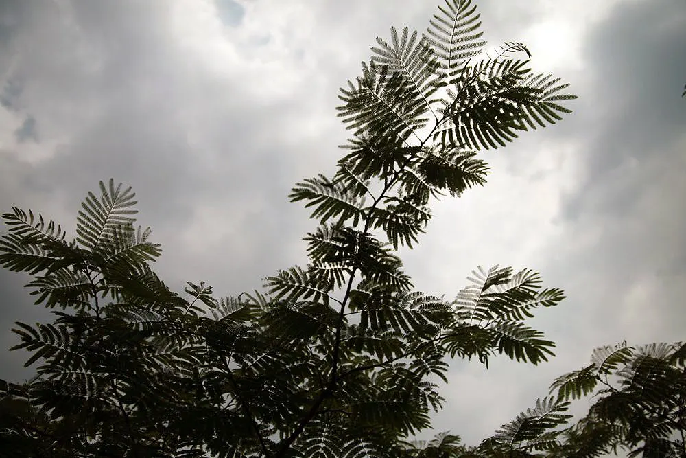 Silk Tree (Albizia Julibrissin) — making it an attractive and low-maintenance option for gardeners seeking immediate impact