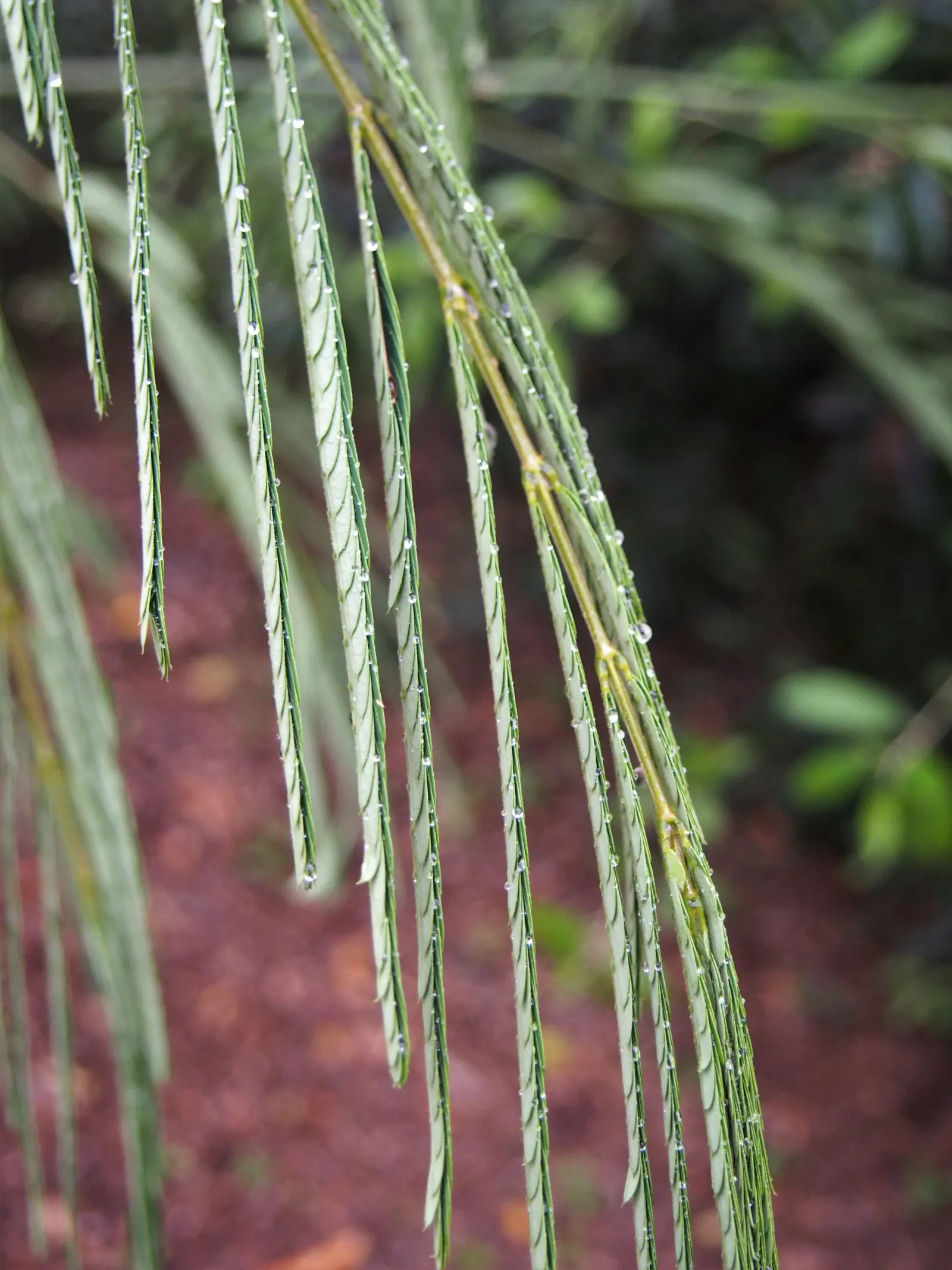 Silk Tree (Albizia Julibrissin) — feathery leaves and showy pink; its quick growth and unique texture add a tropical flair to temperate landscapes