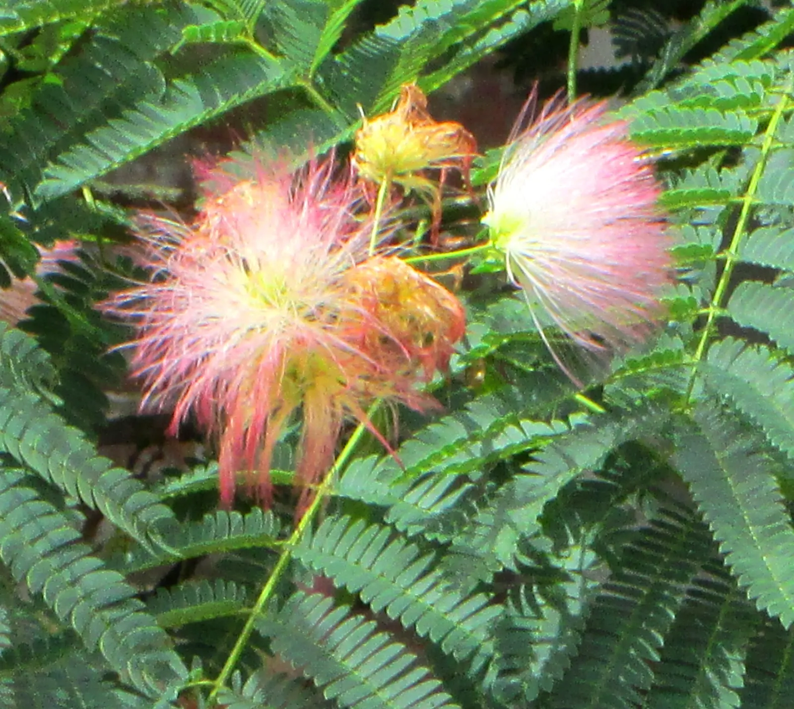 Silk Tree (Albizia Julibrissin) — This deciduous tree grows swiftly to a height of 20-35 feet with a spread of 15-25 feet; measuring 10 to 20, image 90