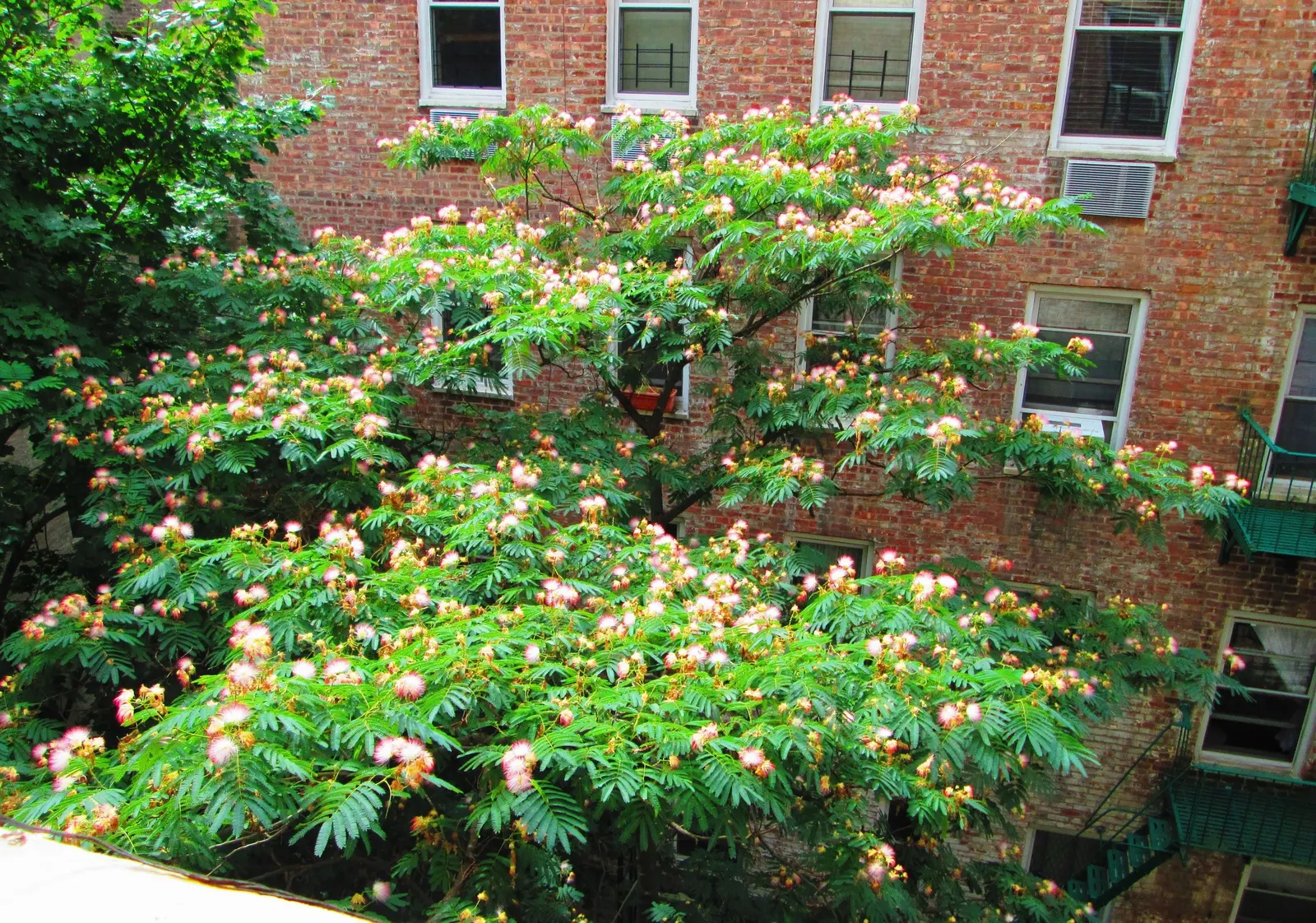 Silk Tree (Albizia Julibrissin) — an adaptation referred to as nyctinasty; tree for full or half, image 101