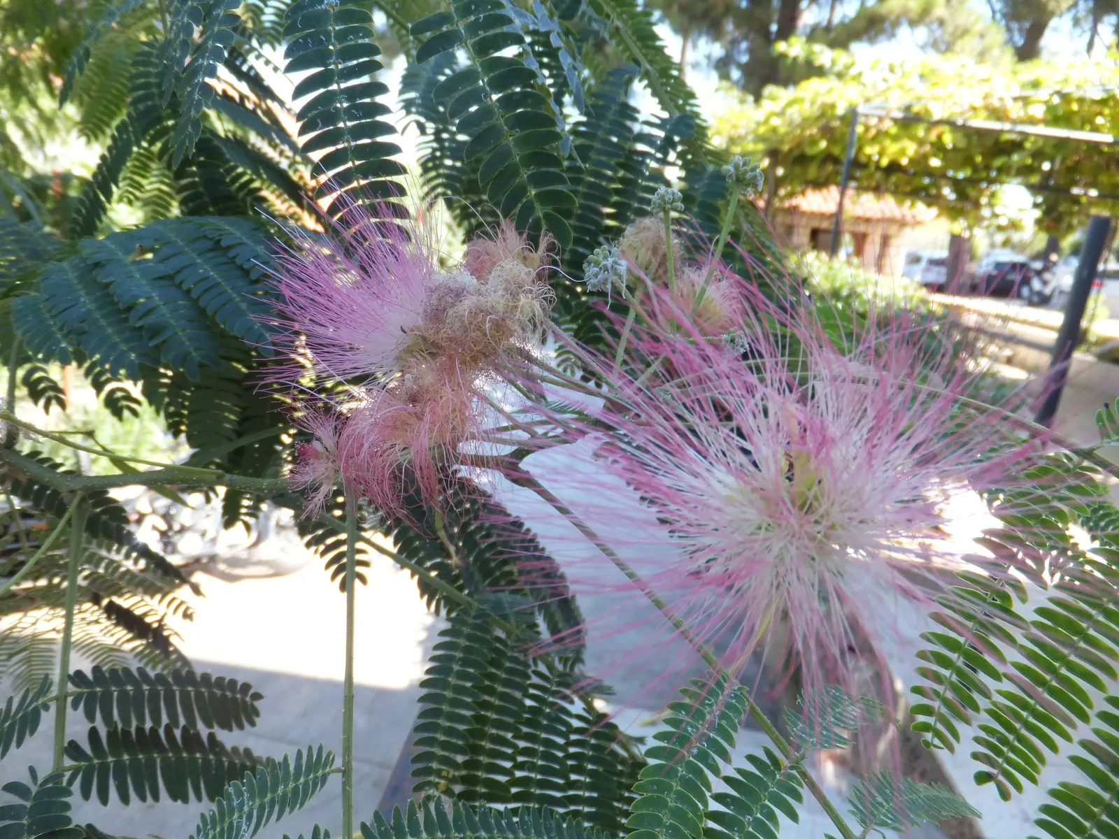 Silk Tree (Albizia Julibrissin) — measuring 10 to 20 inches long; which can spread as wide as 20 to 35 feet when mature, image 165