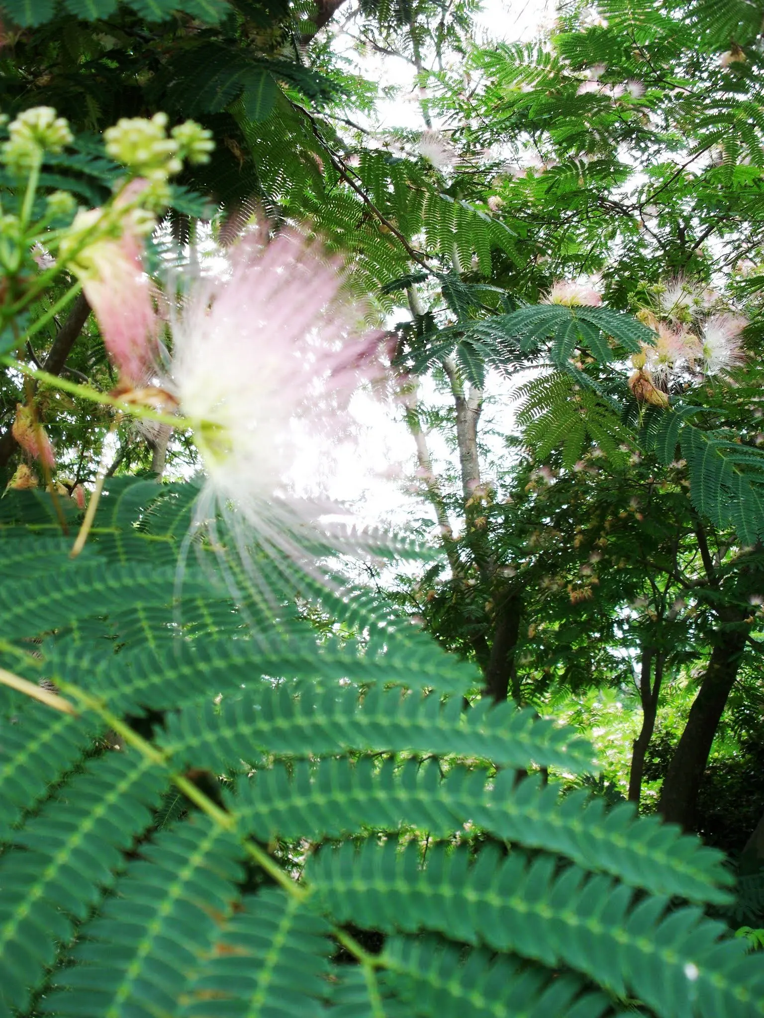 Silk Tree (Albizia Julibrissin) — Each pinnate flower cluster spans roughly 5 to 6 inches across; throughout the summer months, visitors will be, image 103