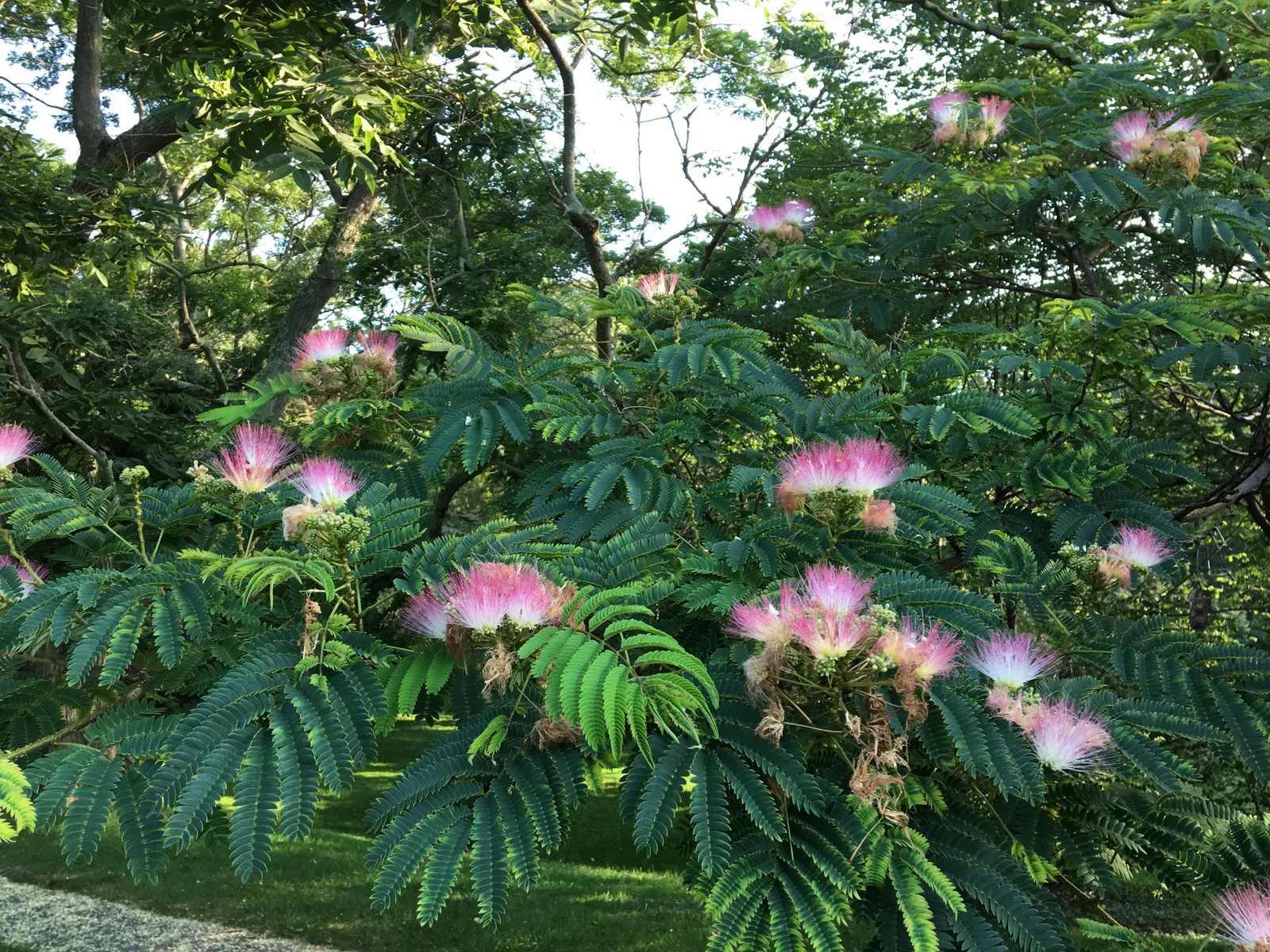 Silk Tree (Albizia Julibrissin) — is a captivating ornamental species known for its lush; each composed of hundreds of tiny leaflets, image 159