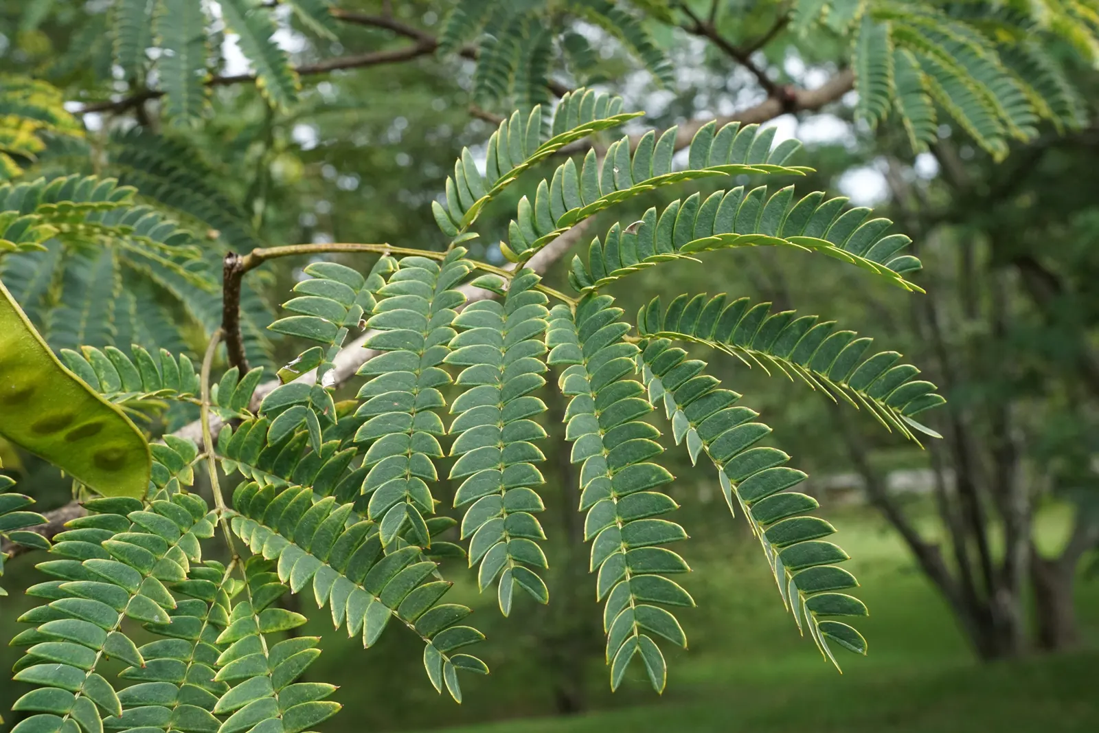 Silk Tree (Albizia Julibrissin) — making it an attractive and low-maintenance option for gardeners seeking immediate impact; an adaptation referred, image 84