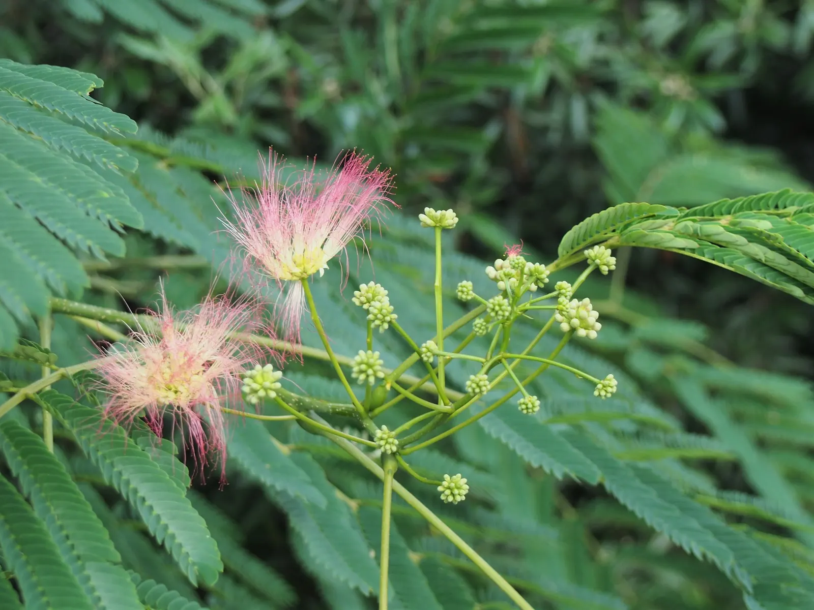 Silk Tree (Albizia Julibrissin) — tree with pink blooms