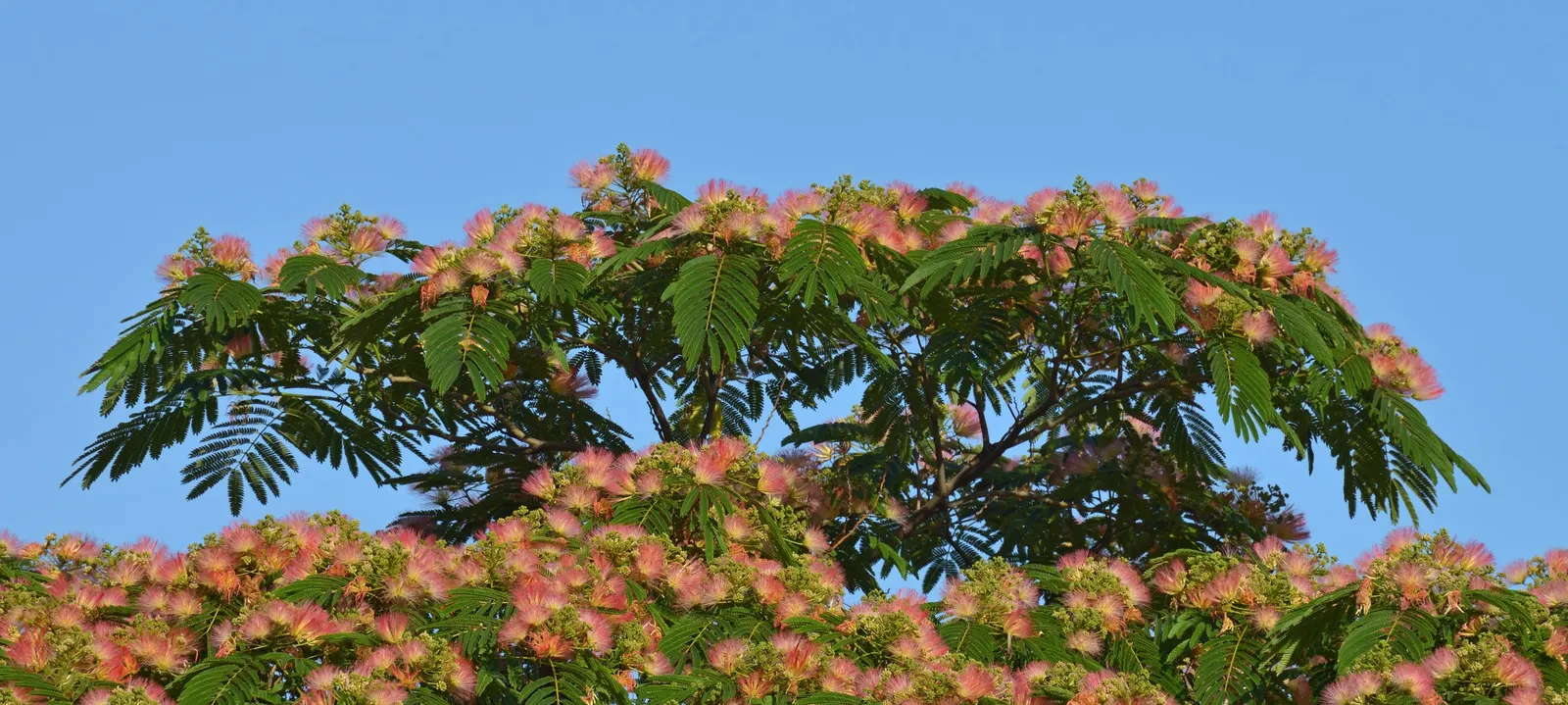 Silk Tree (Albizia Julibrissin) — It demands well-drained soil conditions but can adapt modestly to various soil types; tree with pink blooms, image 104