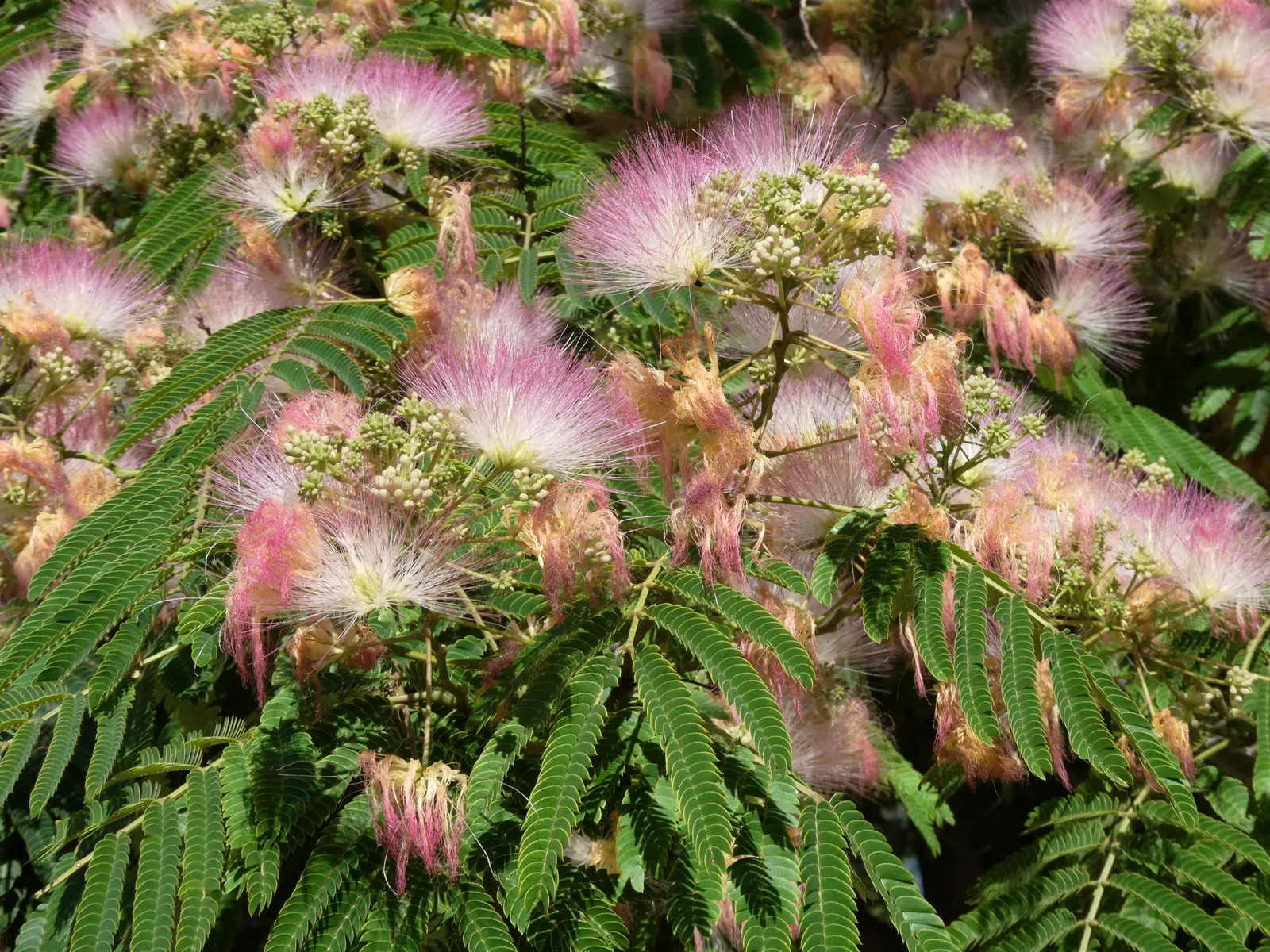 Silk Tree (Albizia Julibrissin) — which can spread as wide as 20 to 35 feet when mature; the tree typically reaches a moderate height of 15 to 25 feet