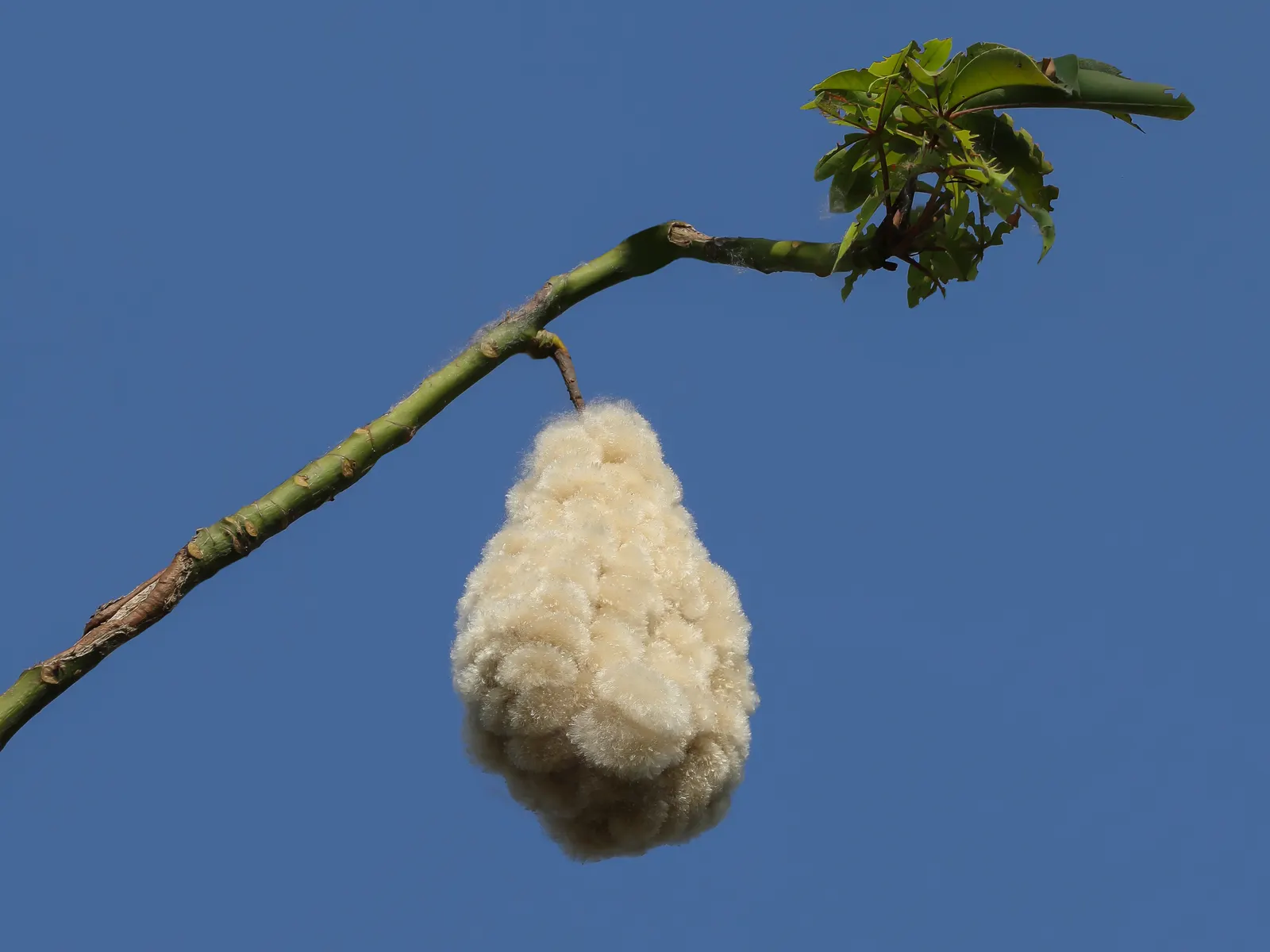 Silk Tree (Albizia Julibrissin) — zones 6-9, it thrives in full sun and well-drained soil; making it an attractive and low-maintenance option for, image 157