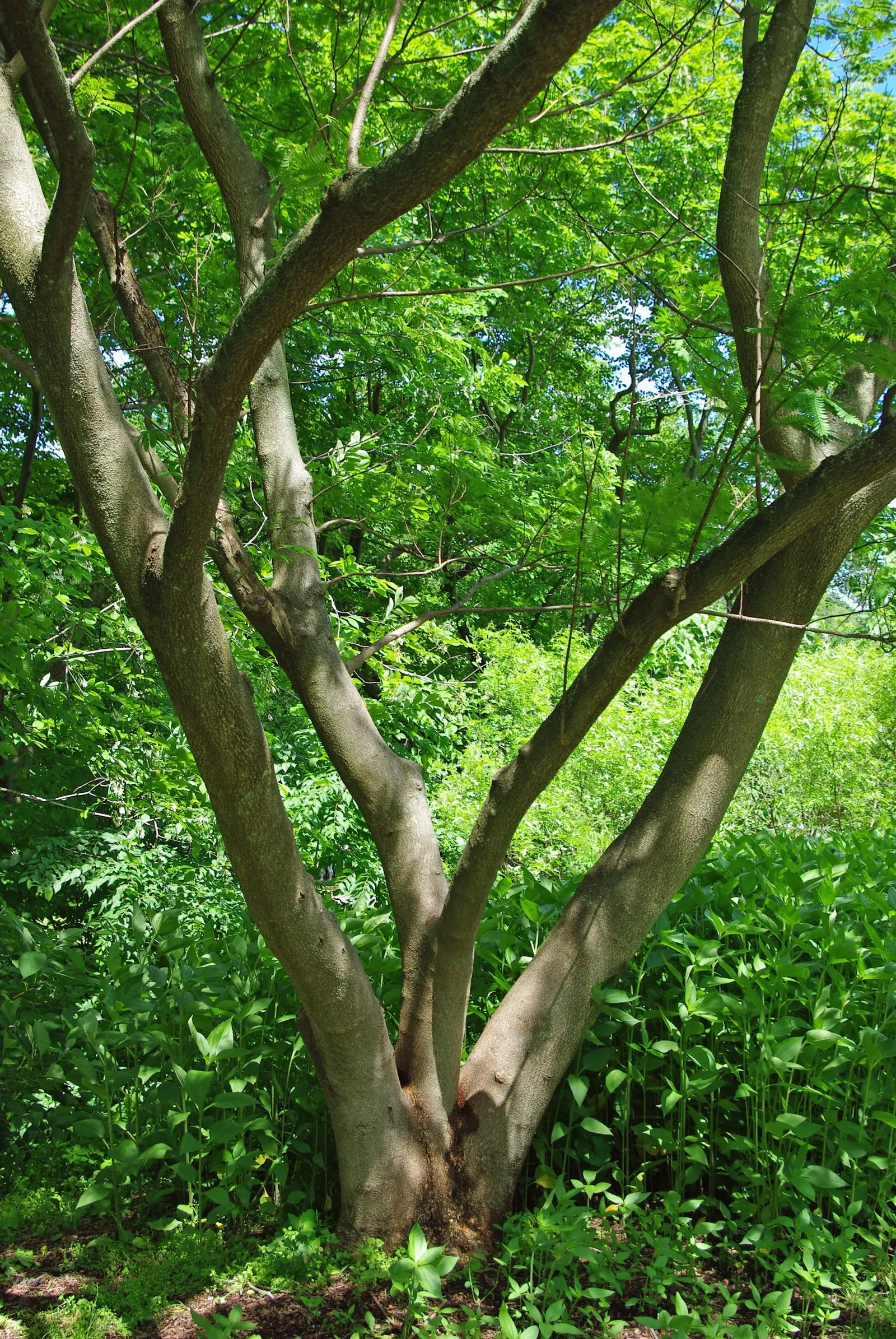 Silk Tree (Albizia Julibrissin) — Its quick growth and unique texture add a tropical flair to temperate landscapes; zones 6-9, it thrives in full, image 92