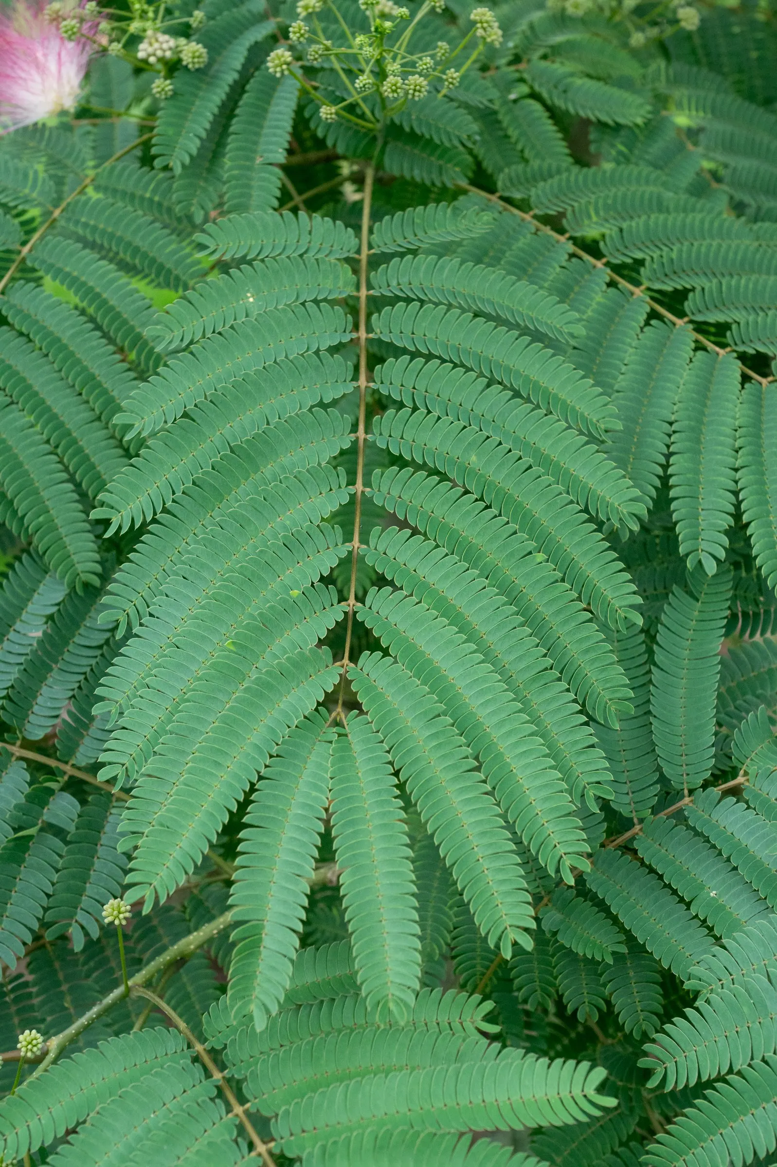 Silk Tree (Albizia Julibrissin) — which can spread as wide as 20 to 35 feet when mature; the tree typically reaches a moderate height of 15 to 25, image 184