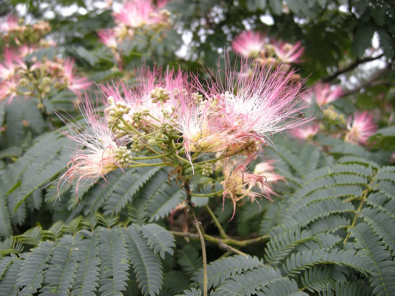 Silk Tree (Albizia Julibrissin) — feathery leaves and showy pink