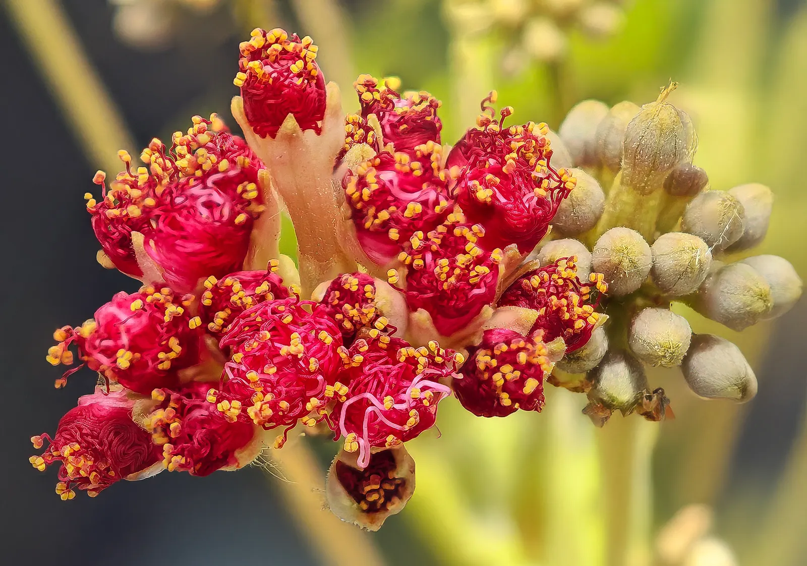 Silk Tree (Albizia Julibrissin) — This deciduous tree grows swiftly to a height of 20-35 feet with a spread of 15-25 feet; measuring 10 to 20, image 156