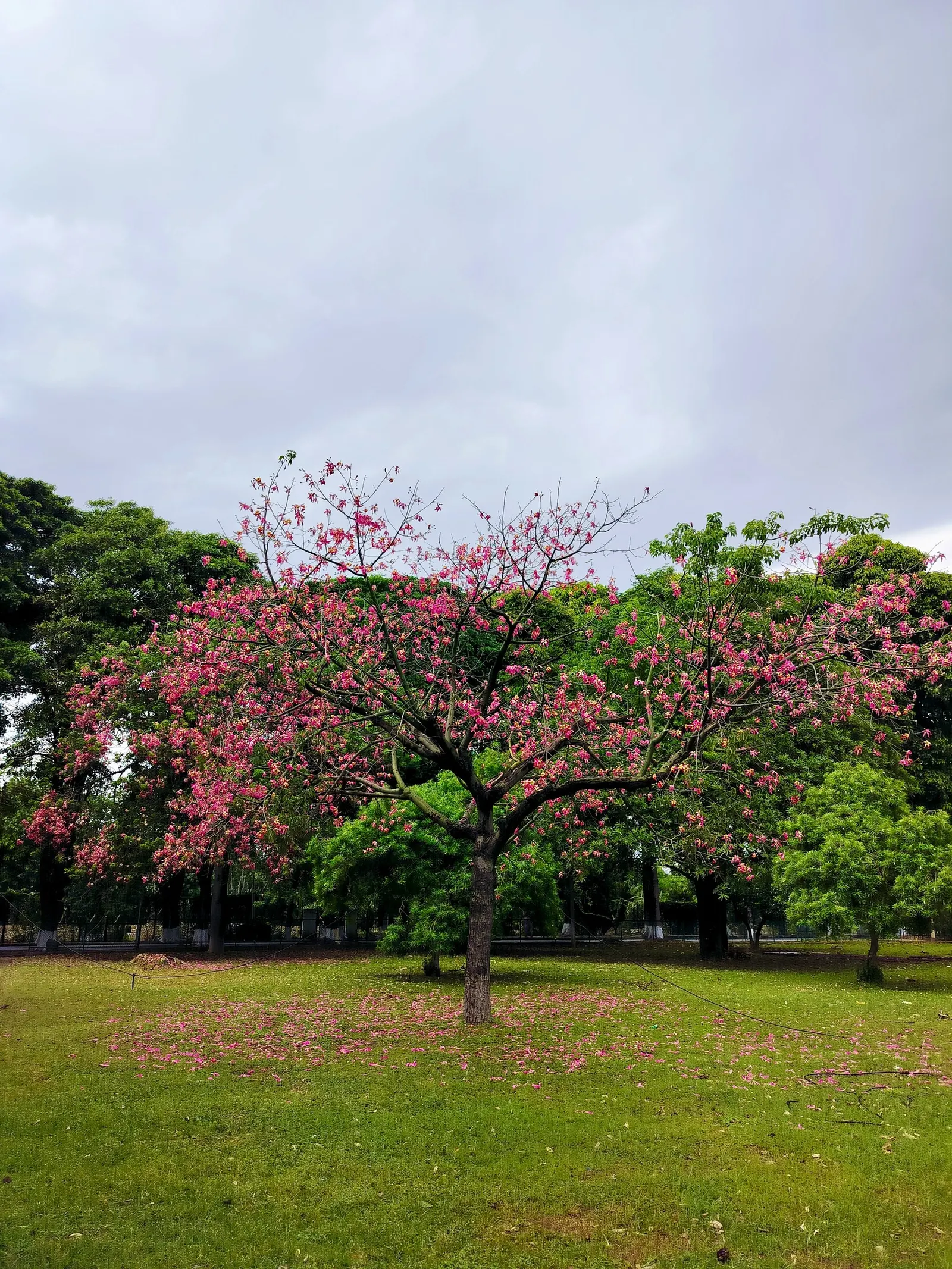 Silk Tree (Albizia Julibrissin) — is a captivating ornamental species known for its lush; each composed of hundreds of tiny leaflets, image 93