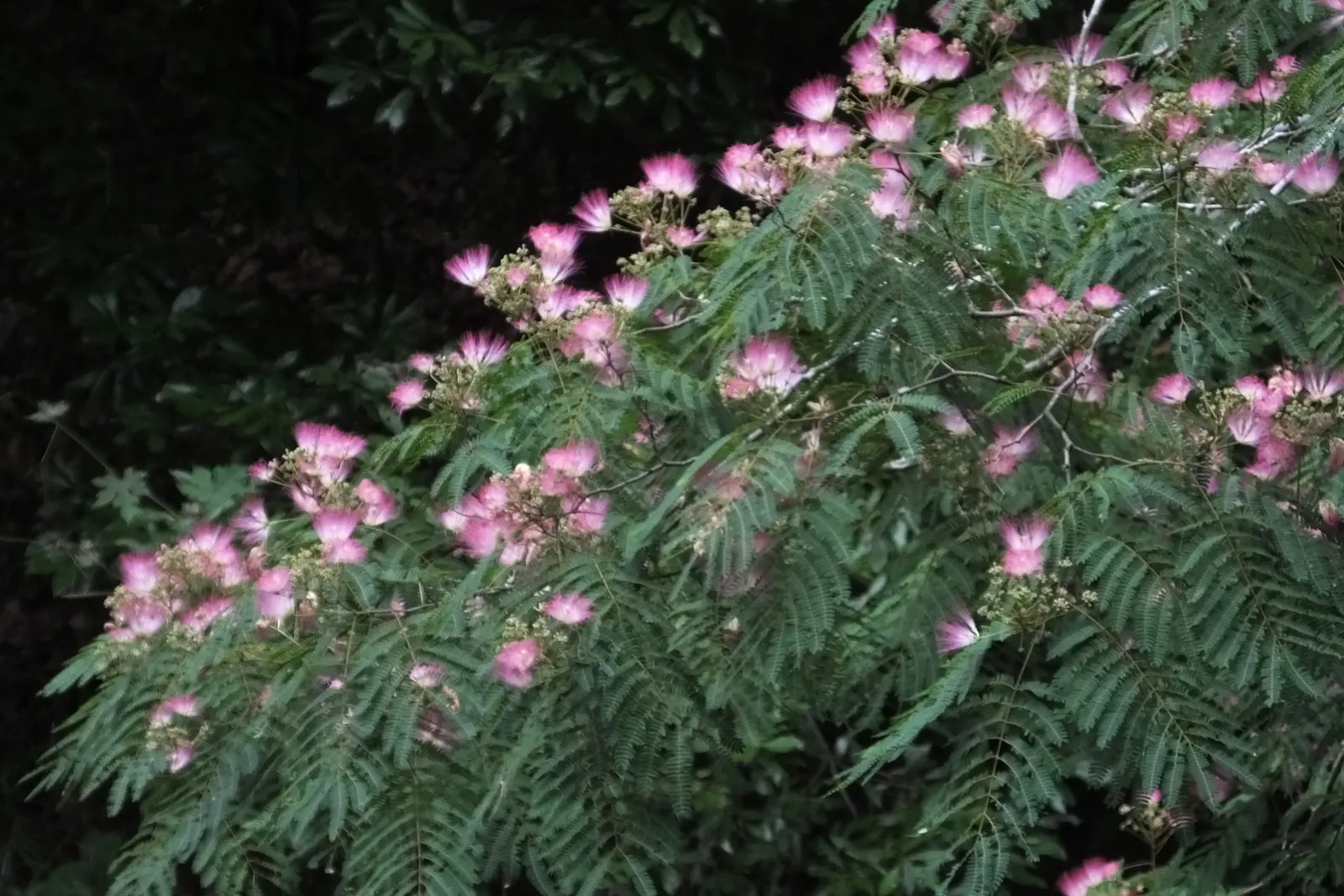 Silk Tree (Albizia Julibrissin) — This deciduous tree grows swiftly to a height of 20-35 feet with a spread of 15-25 feet