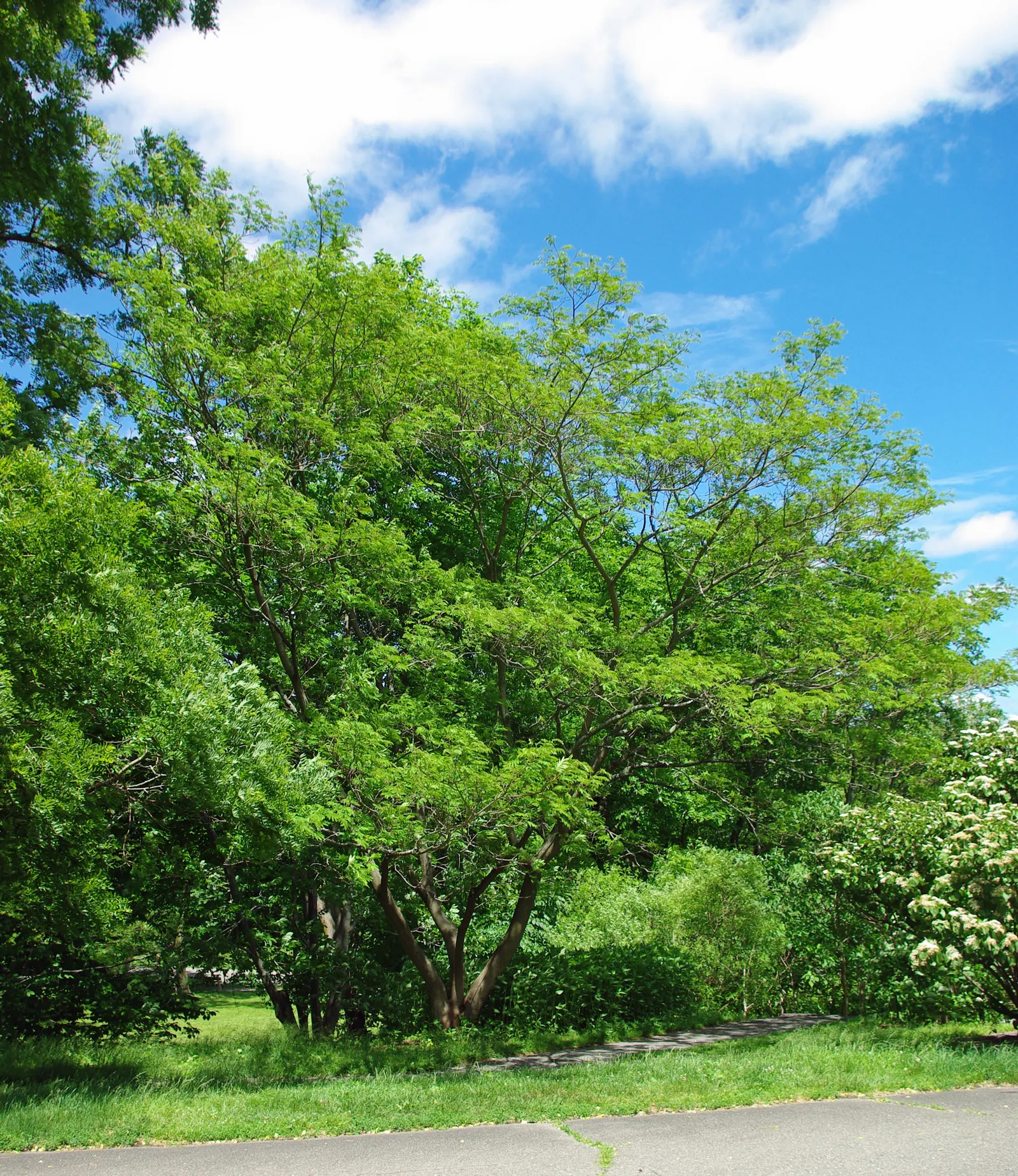 Silk Tree (Albizia Julibrissin) — gracefully close during the nighttime or when it rains