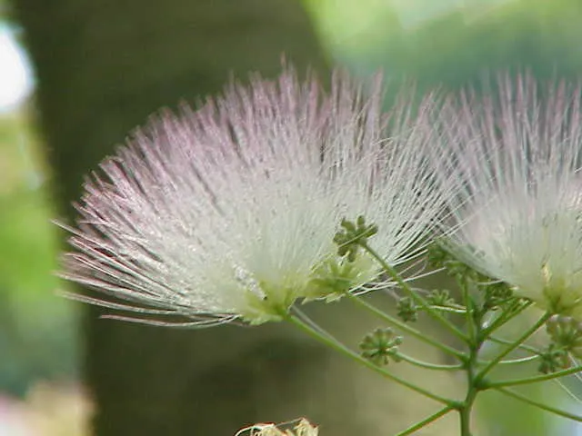 Silk Tree (Albizia Julibrissin) — pink flowers in the garden; is a captivating ornamental species known for its lush, image 174