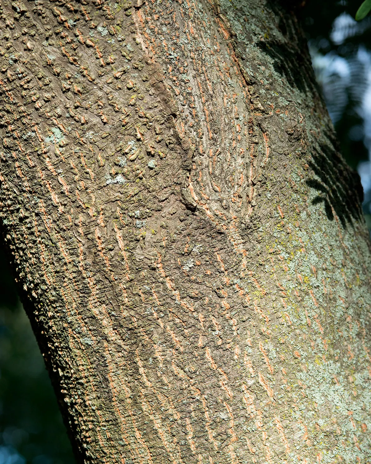 Silk Tree (Albizia Julibrissin) — measuring 10 to 20 inches long