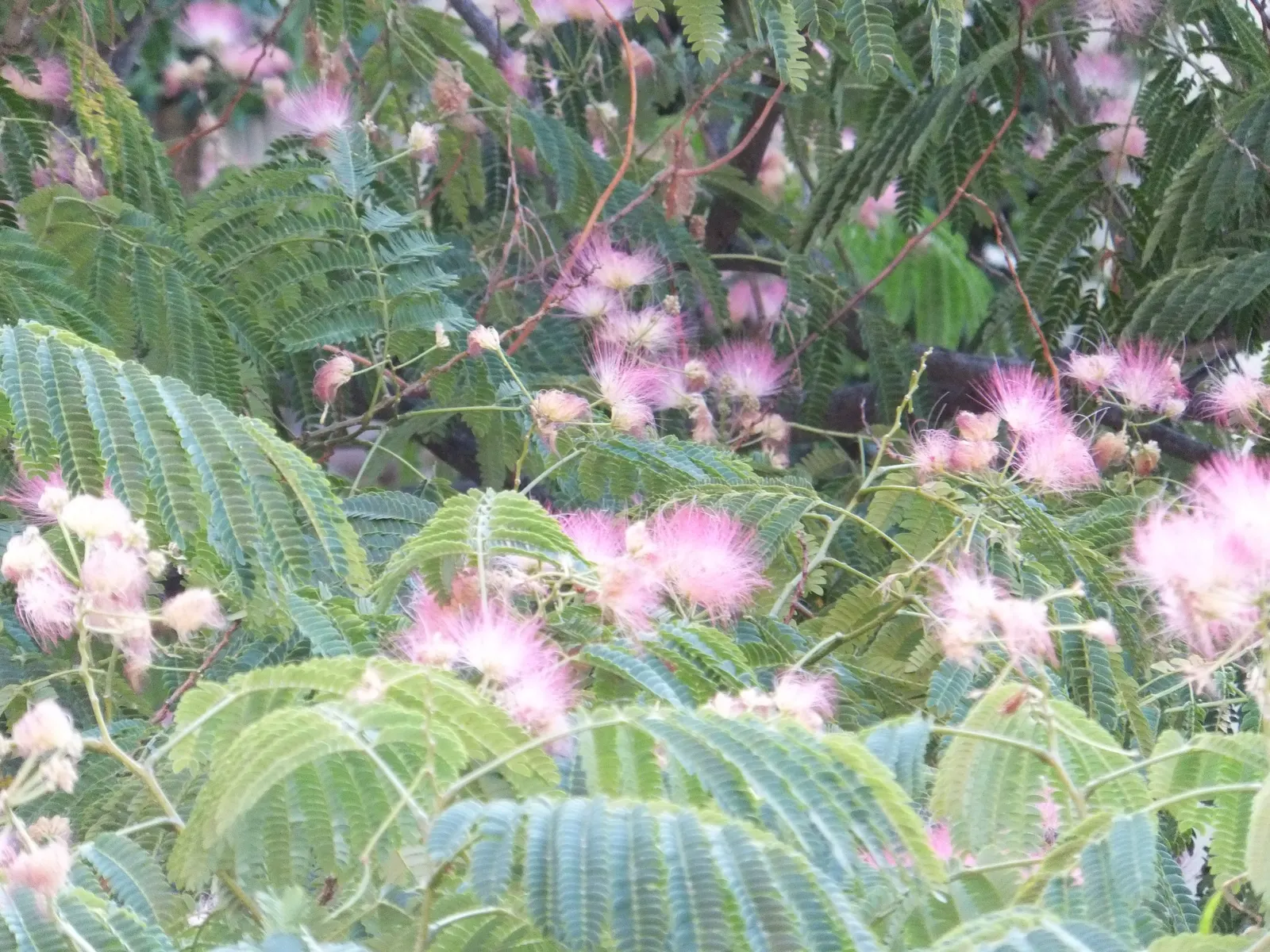 Silk Tree (Albizia Julibrissin) — feathery foliage and strikingly fluffy pink blossoms; the Silk Tree is relatively drought-tolerant once established and has a