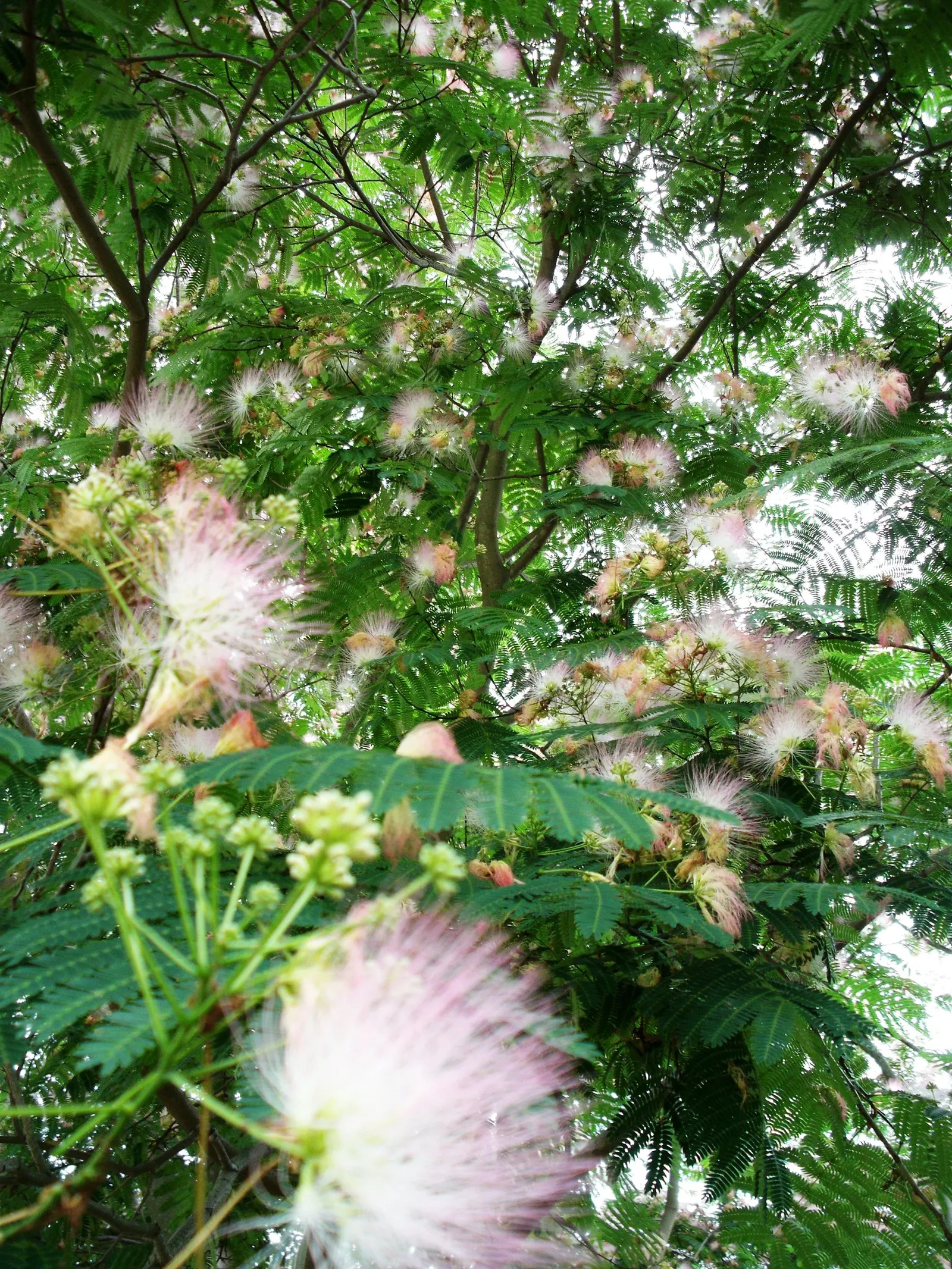 Silk Tree (Albizia Julibrissin) — The Silk Tree is relatively drought-tolerant once established and has a rapid growth rate; feathery foliage and, image 105