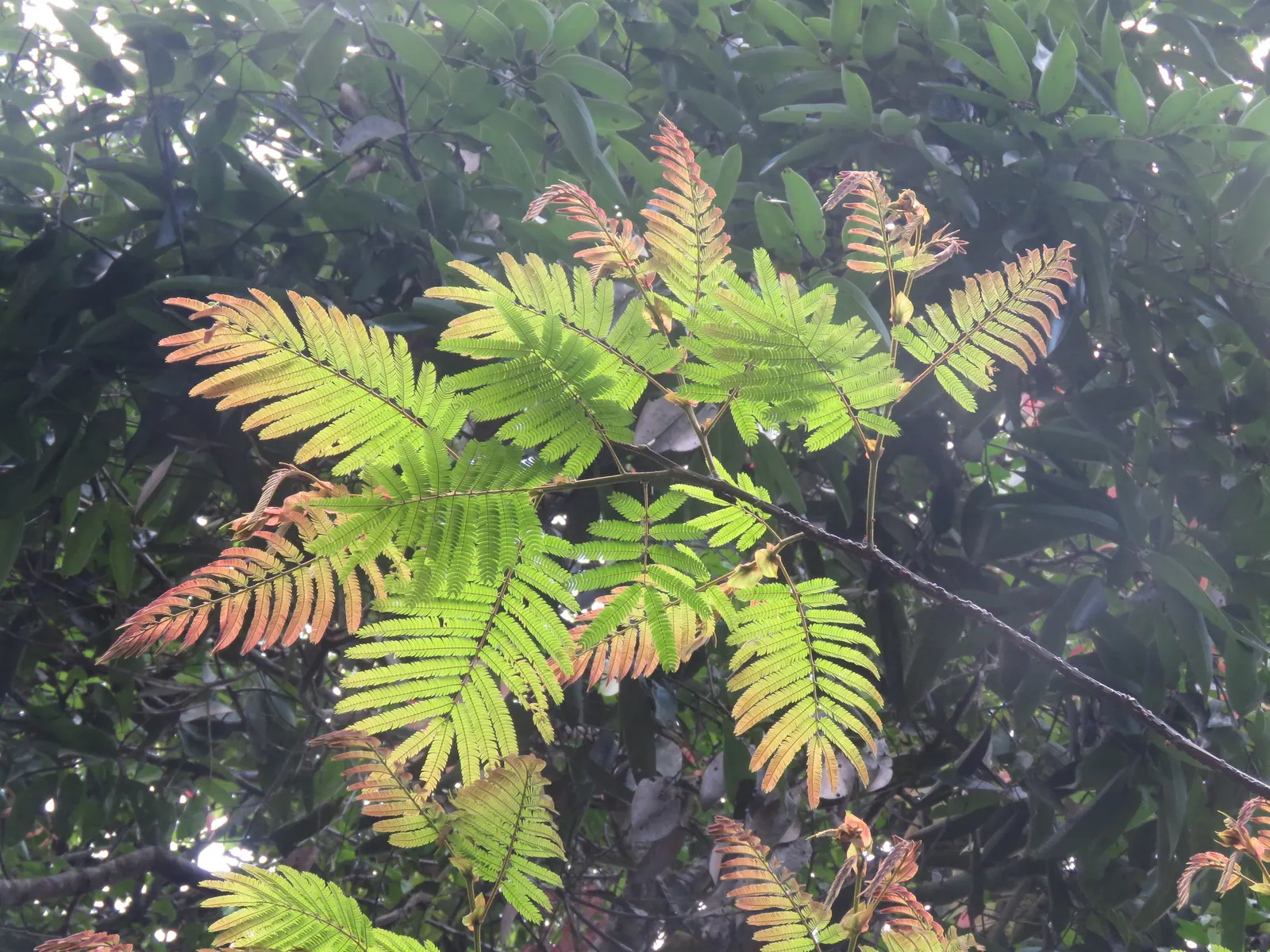 Silk Tree (Albizia Julibrissin) — pink flowers in the garden; is a captivating ornamental species known for its lush, image 86