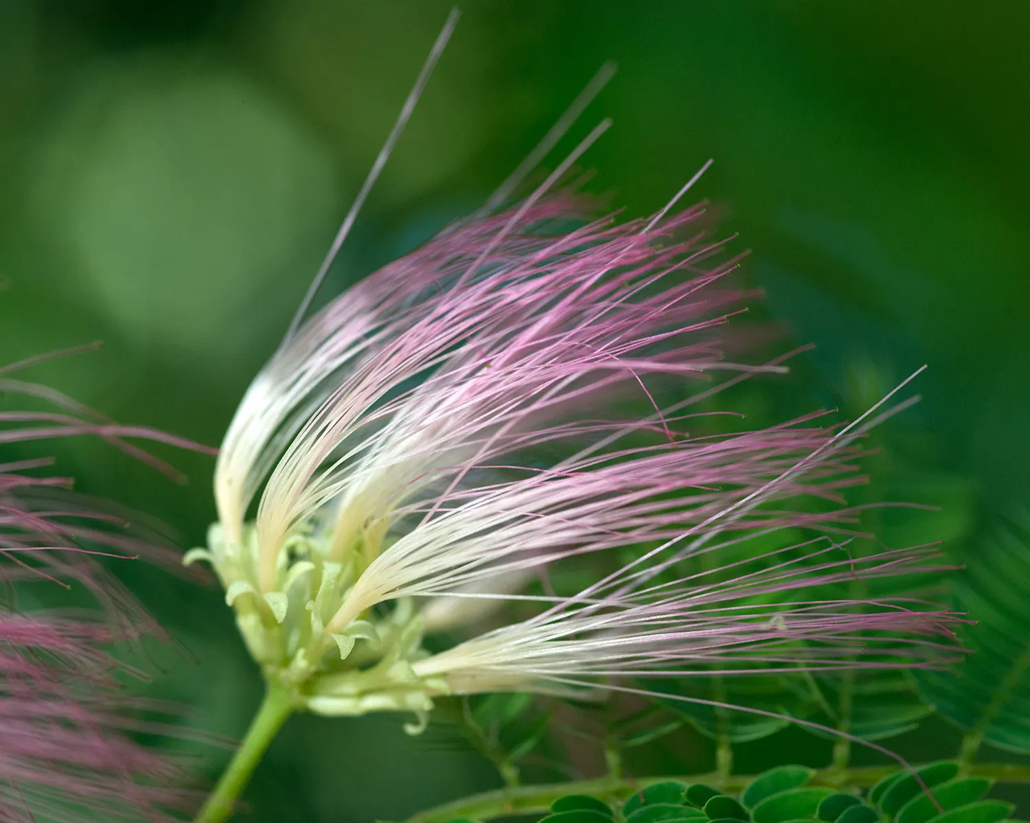 Silk Tree (Albizia Julibrissin) — an adaptation referred to as nyctinasty