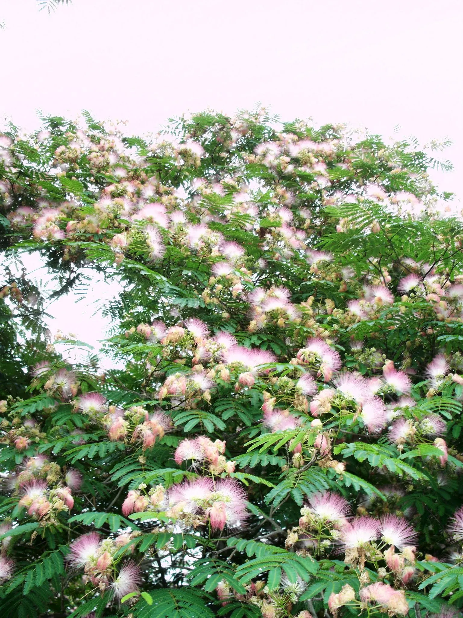 Silk Tree (Albizia Julibrissin) — this deciduous tree often graces landscapes with its broad; this deciduous tree grows swiftly to a height of, image 183