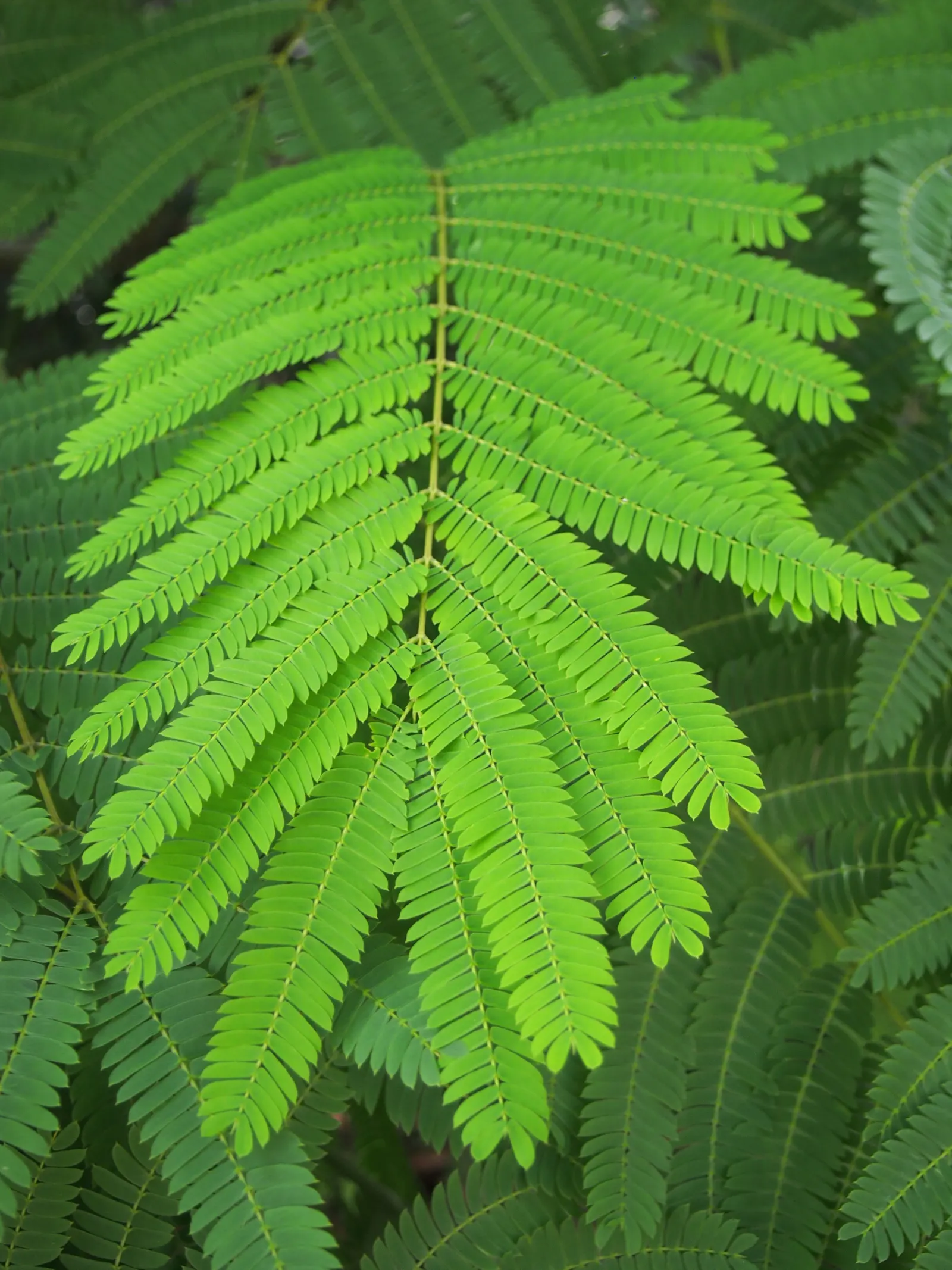 Silk Tree (Albizia Julibrissin) — tree for full or half