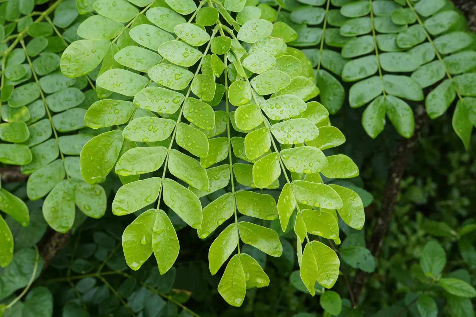 Silk Tree (Albizia Julibrissin) — each composed of hundreds of tiny leaflets; feathery leaves and showy pink, image 98