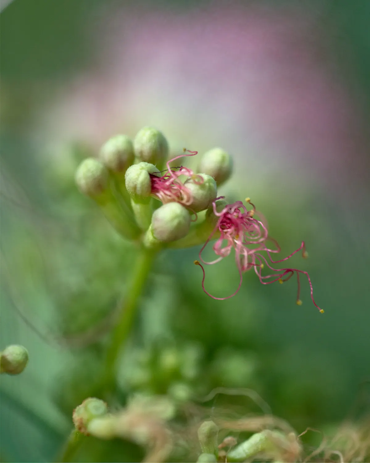 Silk Tree (Albizia Julibrissin) — is a captivating ornamental species known for its lush; each composed of hundreds of tiny leaflets, image 181