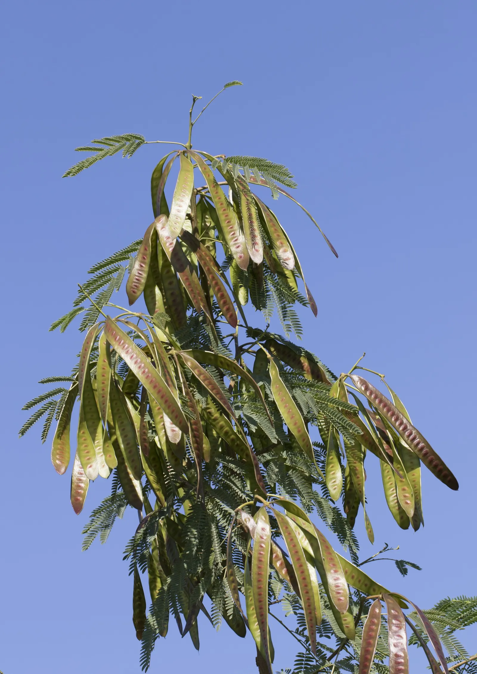 Silk Tree (Albizia Julibrissin) — Throughout the summer months, visitors will be enchanted by its fluffy, sweet-scented inflorescences; this, image 102
