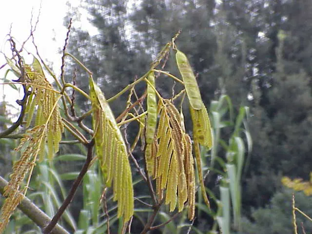 Silk Tree (Albizia Julibrissin) — The tree typically reaches a moderate height of 15 to 25 feet