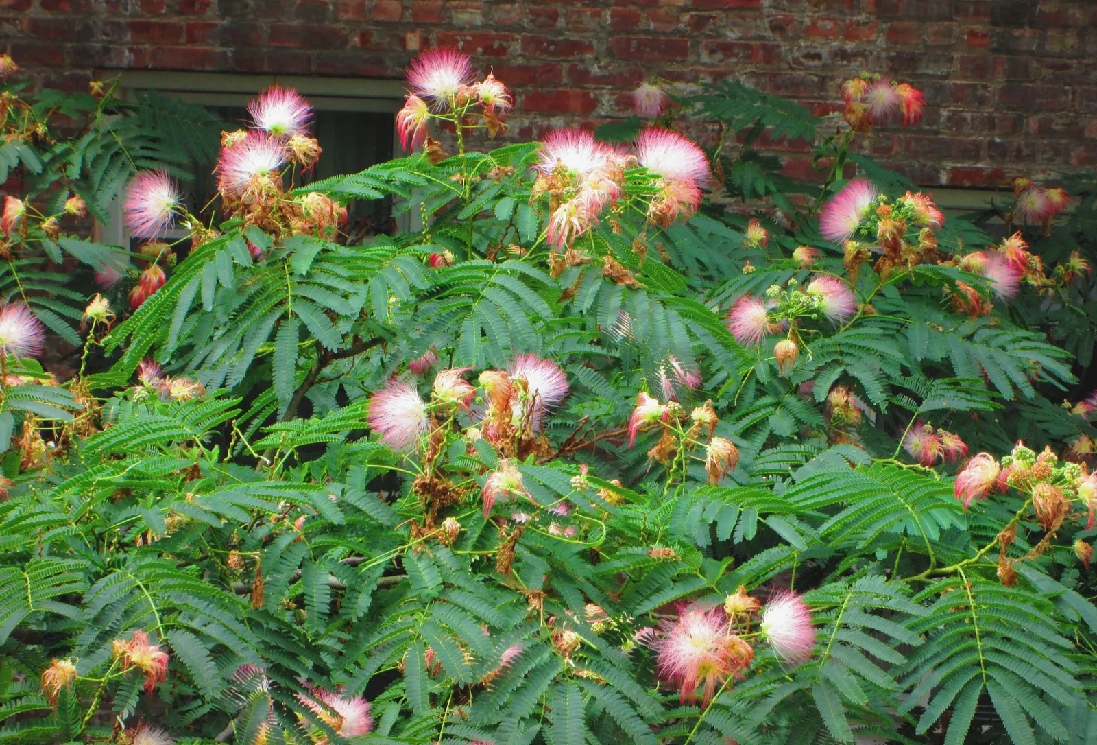 Silk Tree (Albizia Julibrissin) — feathery foliage and strikingly fluffy pink blossoms; the Silk Tree is relatively drought-tolerant once, image 94