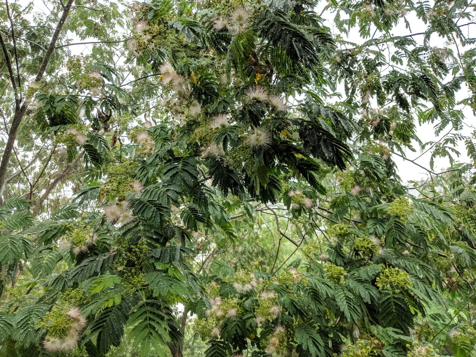 Silk Tree (Albizia Julibrissin) — feathery foliage and strikingly fluffy pink blossoms; the Silk Tree is relatively drought-tolerant once, image 50