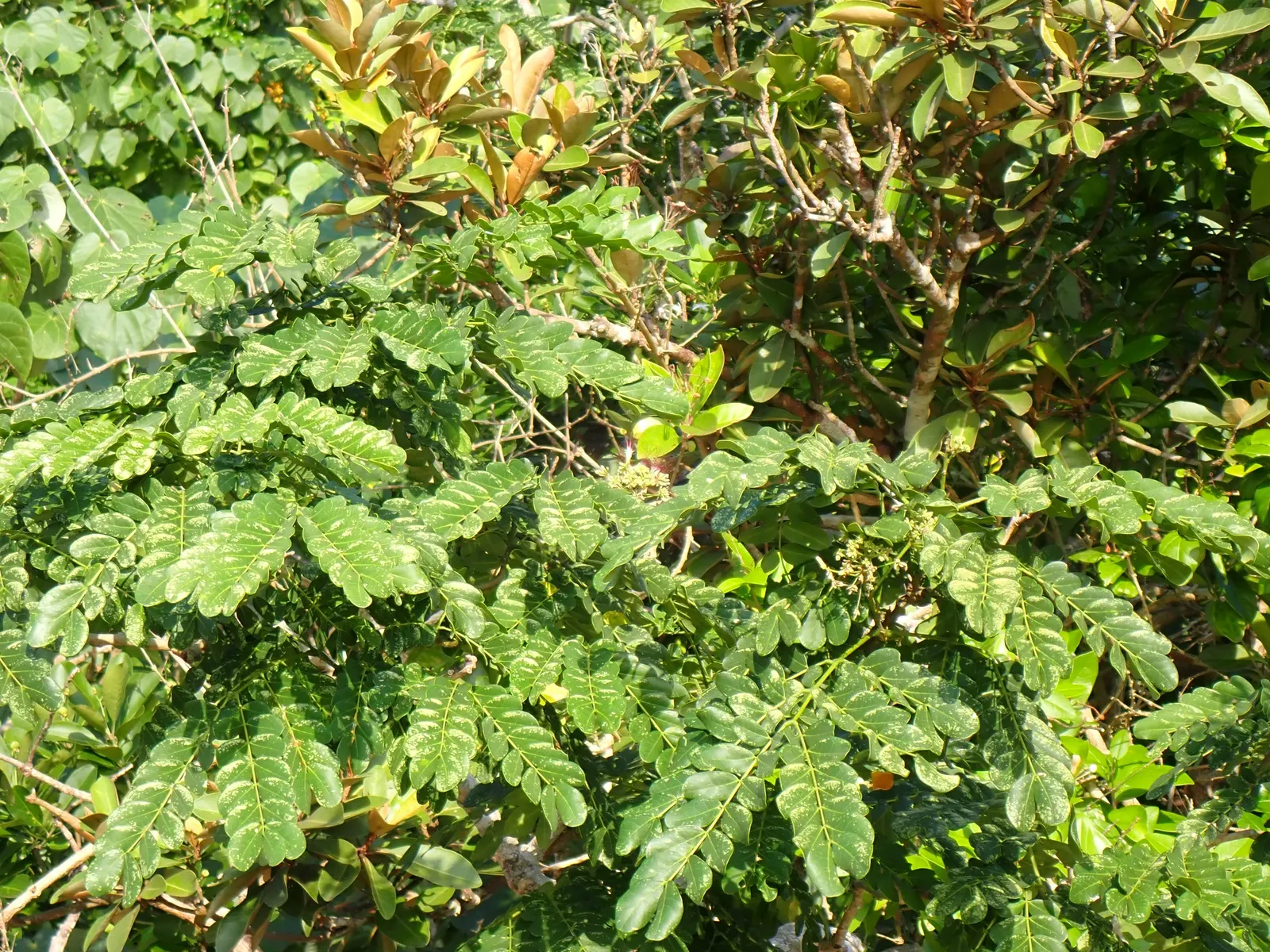 Silk Tree (Albizia Julibrissin) — this deciduous tree often graces landscapes with its broad; this deciduous tree grows swiftly to a height of, image 117