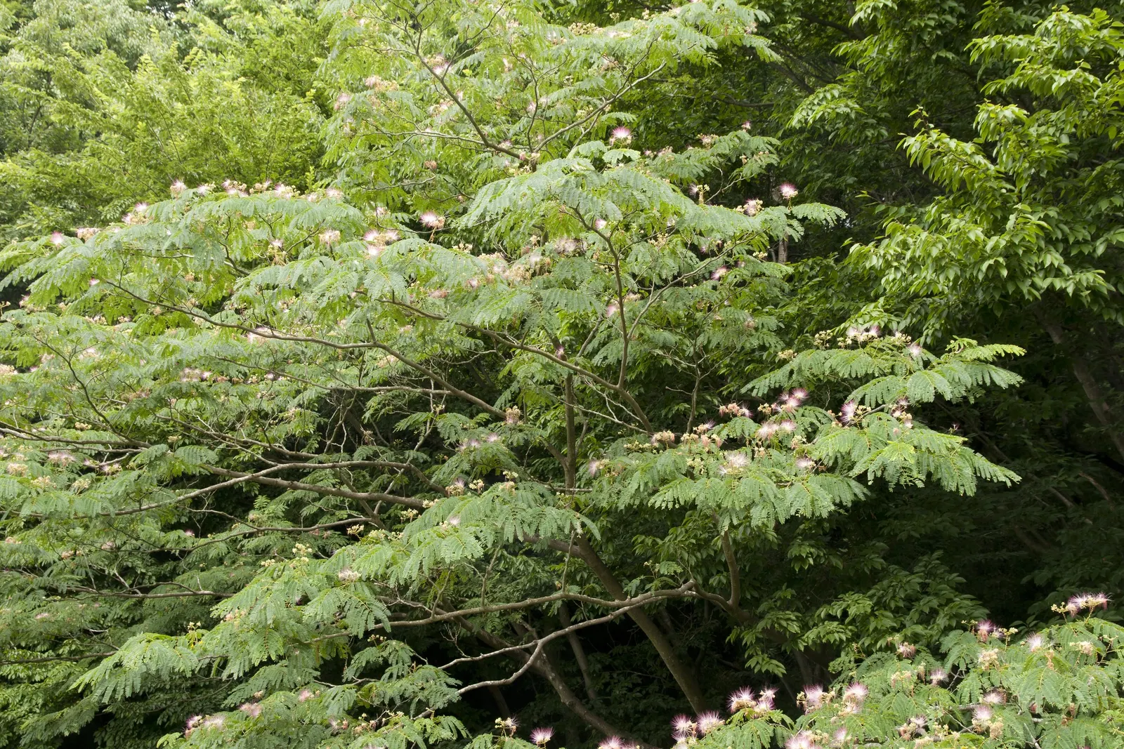 Silk Tree (Albizia Julibrissin) — Each pinnate flower cluster spans roughly 5 to 6 inches across; throughout the summer months, visitors will be, image 169