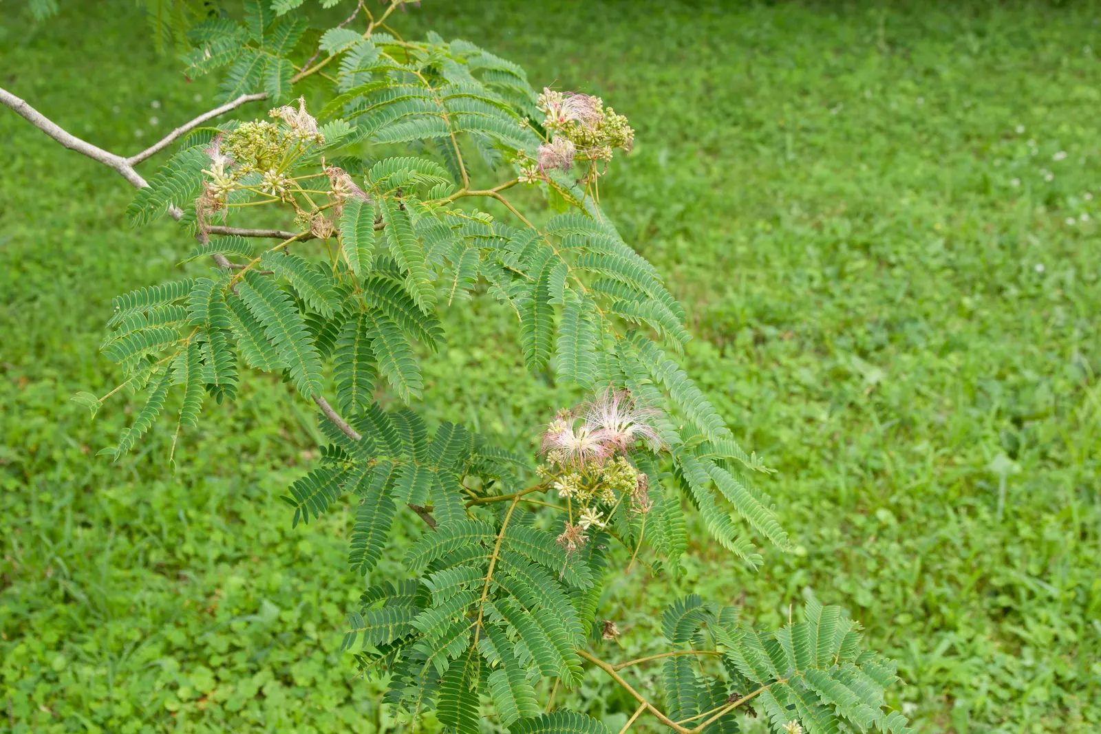 Silk Tree (Albizia Julibrissin) — tree with pink blooms; gracefully close during the nighttime or when it rains, image 153