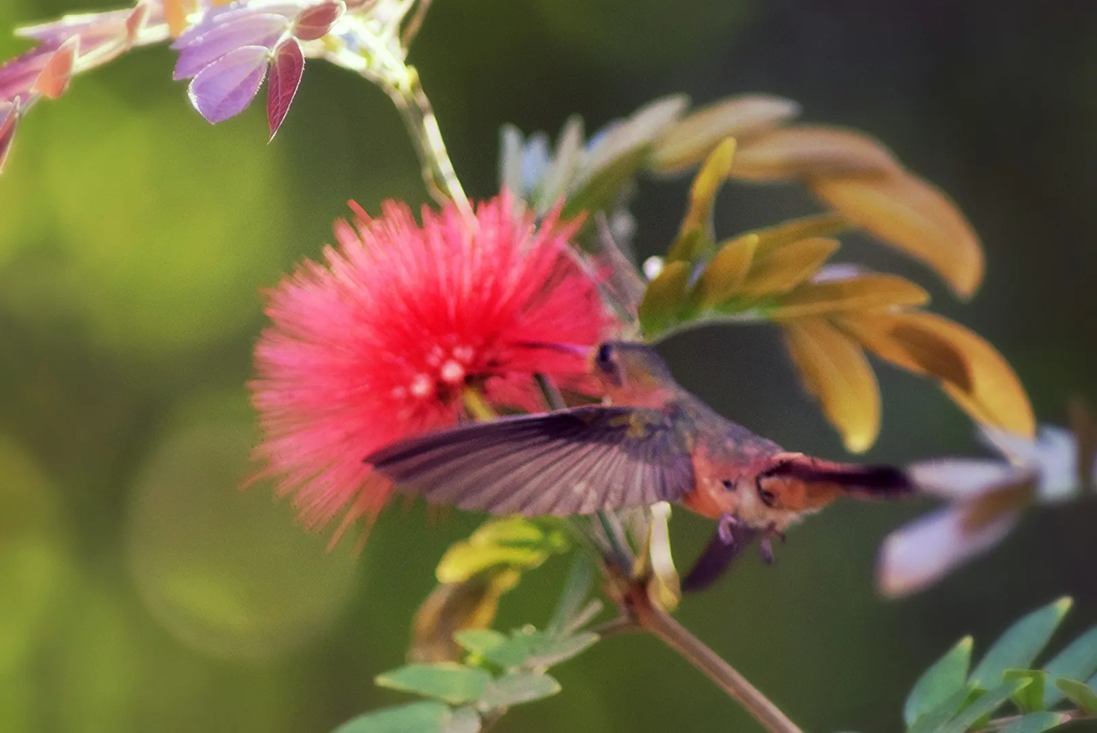 Silk Tree (Albizia Julibrissin) — an adaptation referred to as nyctinasty; tree for full or half
