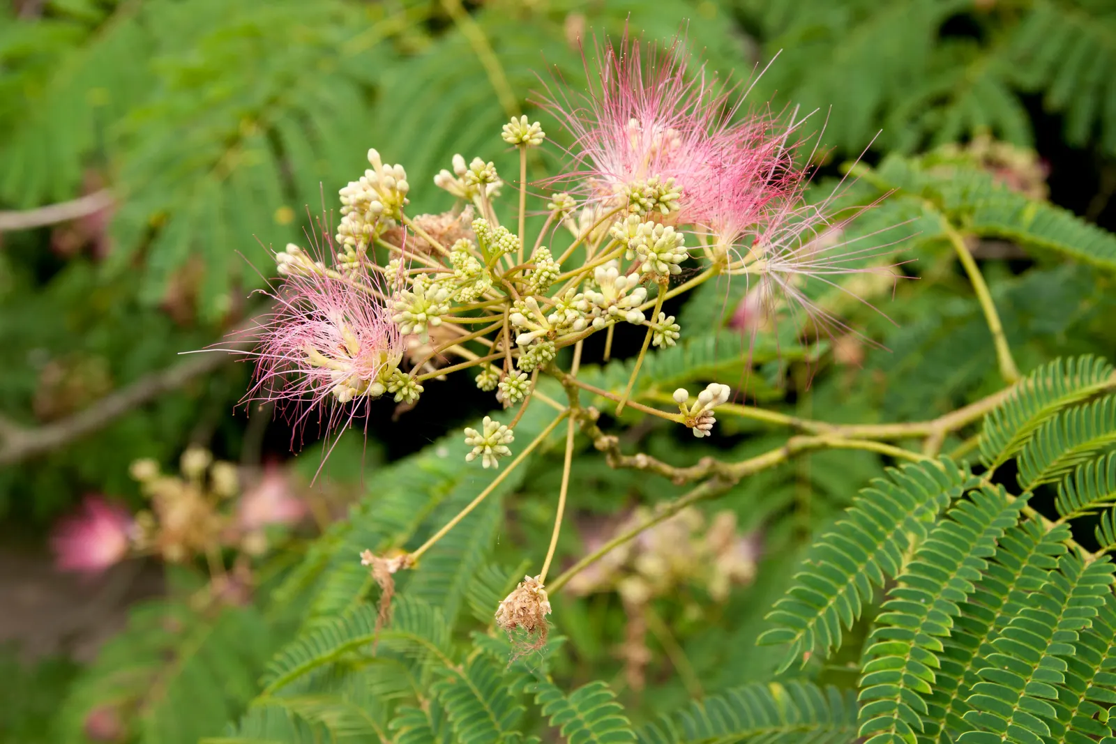 Silk Tree (Albizia Julibrissin) — its exuberant blooms and serene canopy make it an alluring focal point in a diversity of landscape designs; pink, image 129