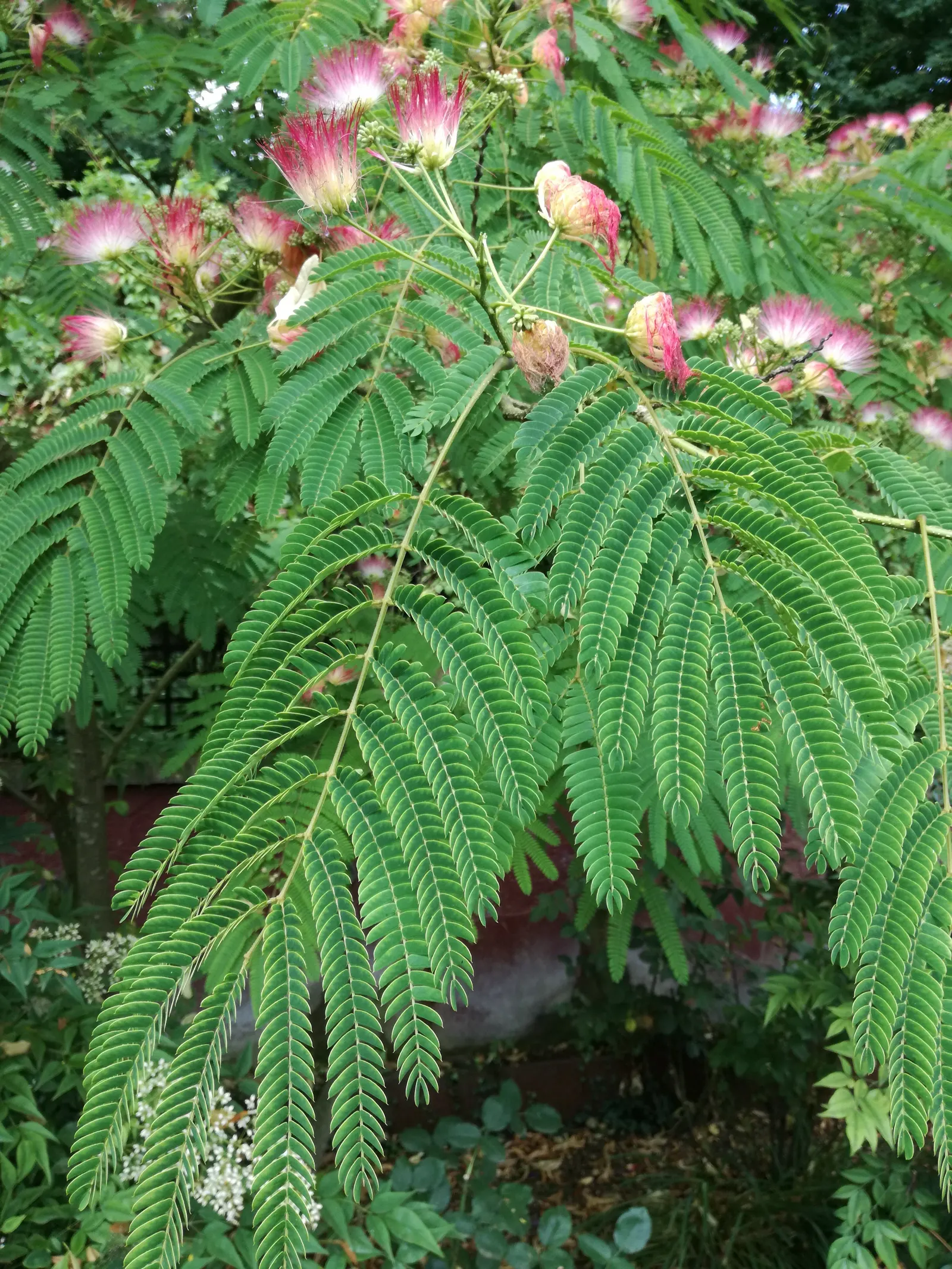 Silk Tree (Albizia Julibrissin) — The tree typically reaches a moderate height of 15 to 25 feet; it demands well-drained soil conditions but can, image 53
