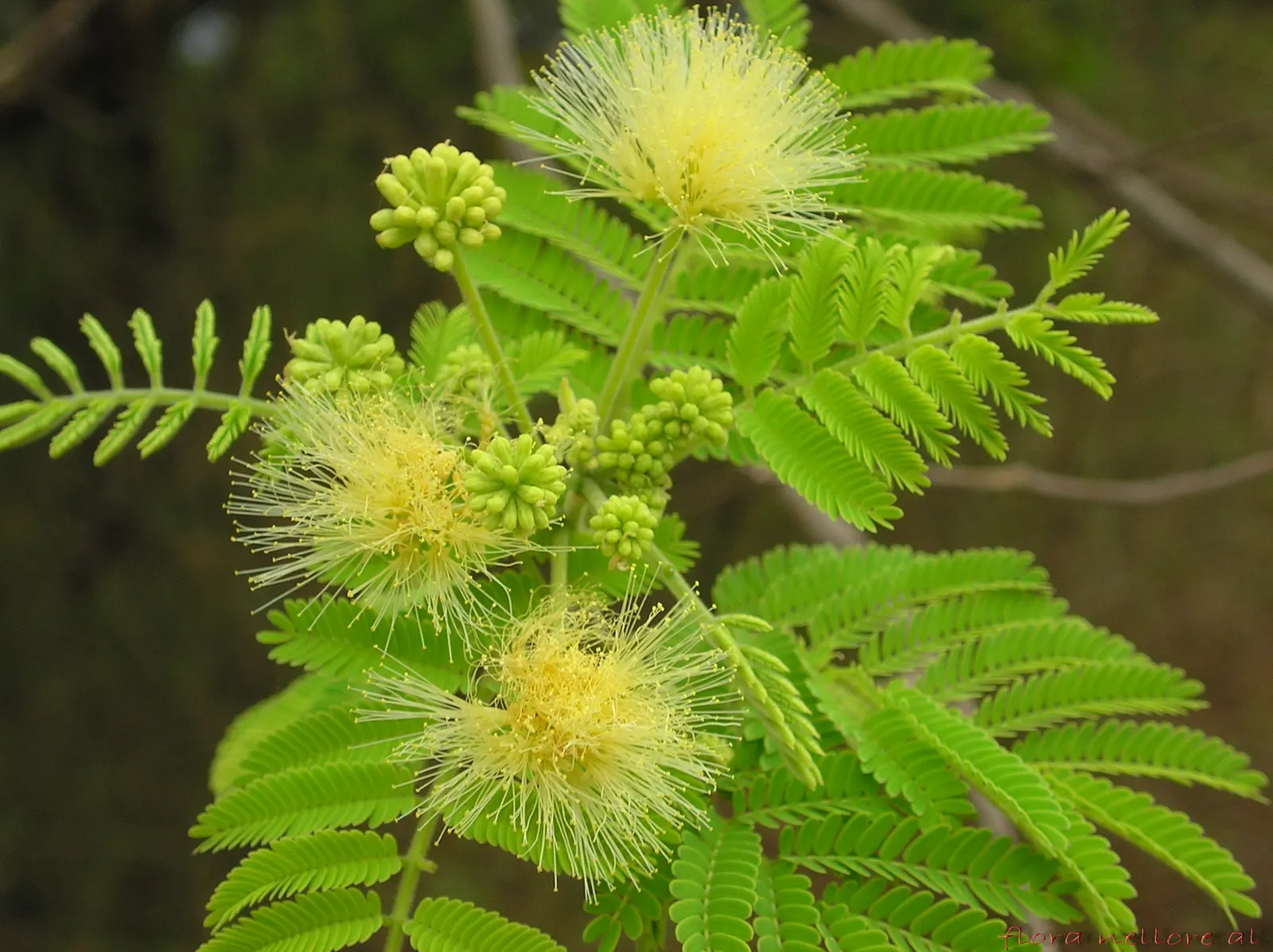 Silk Tree (Albizia Julibrissin) — It demands well-drained soil conditions but can adapt modestly to various soil types; tree with pink blooms, image 126