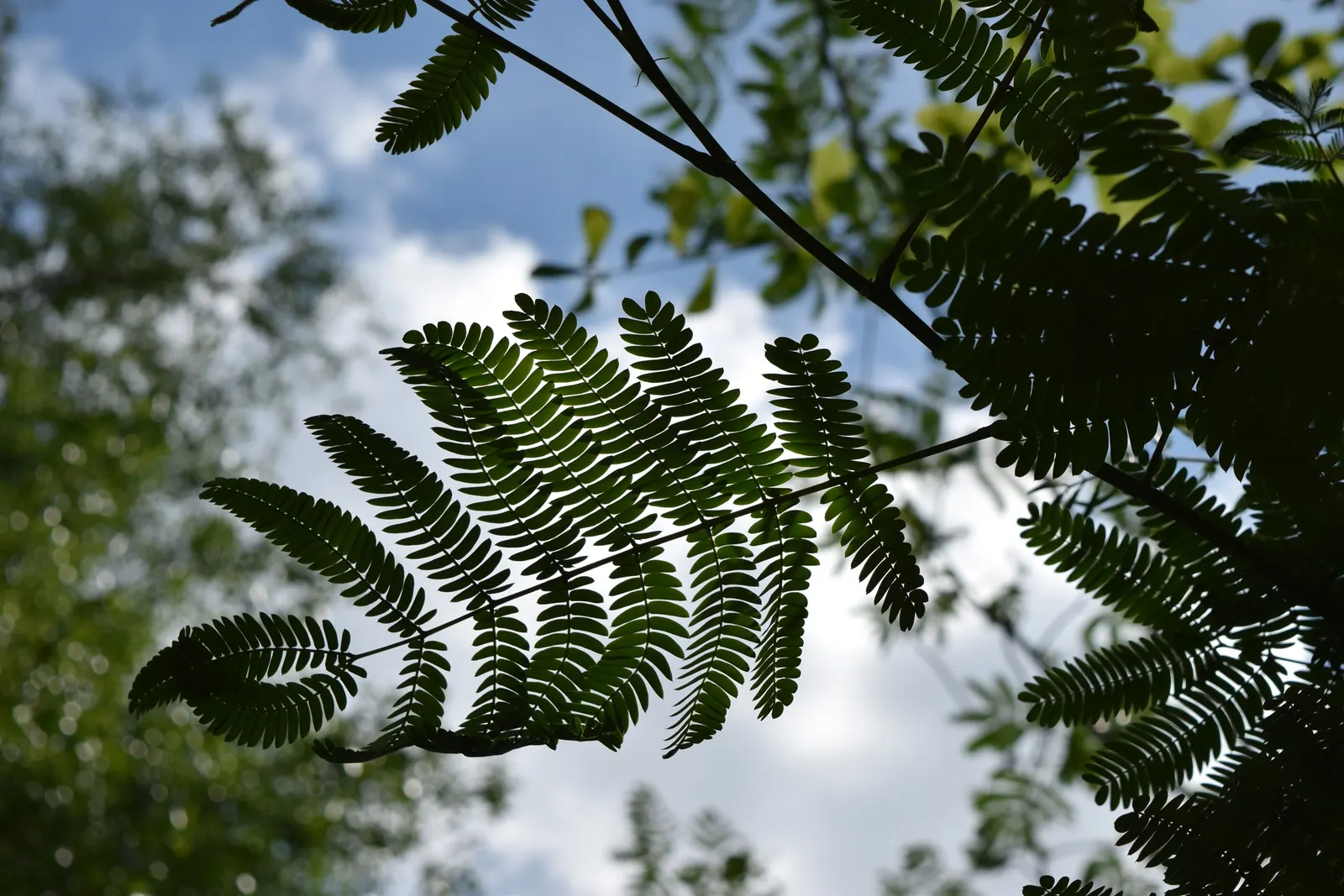 Silk Tree (Albizia Julibrissin) — gracefully close during the nighttime or when it rains; each pinnate flower cluster spans roughly 5 to 6 inches across