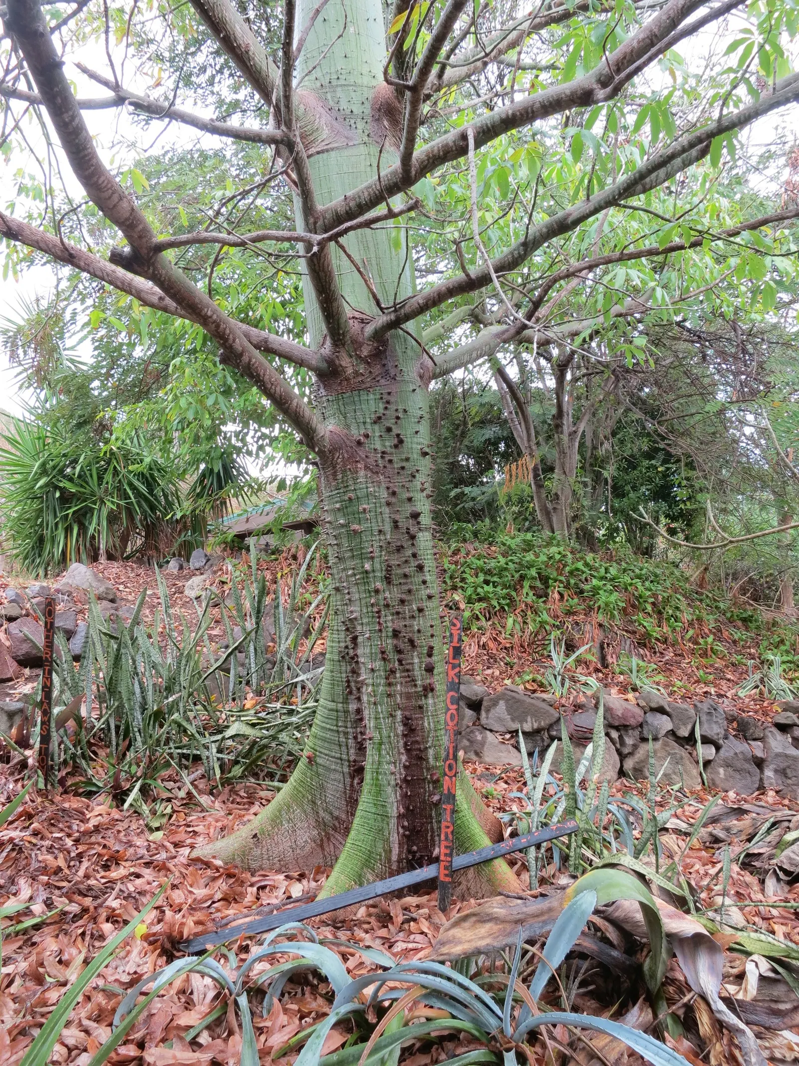 Silk Tree (Albizia Julibrissin) — which can spread as wide as 20 to 35 feet when mature; the tree typically reaches a moderate height of 15 to 25, image 118