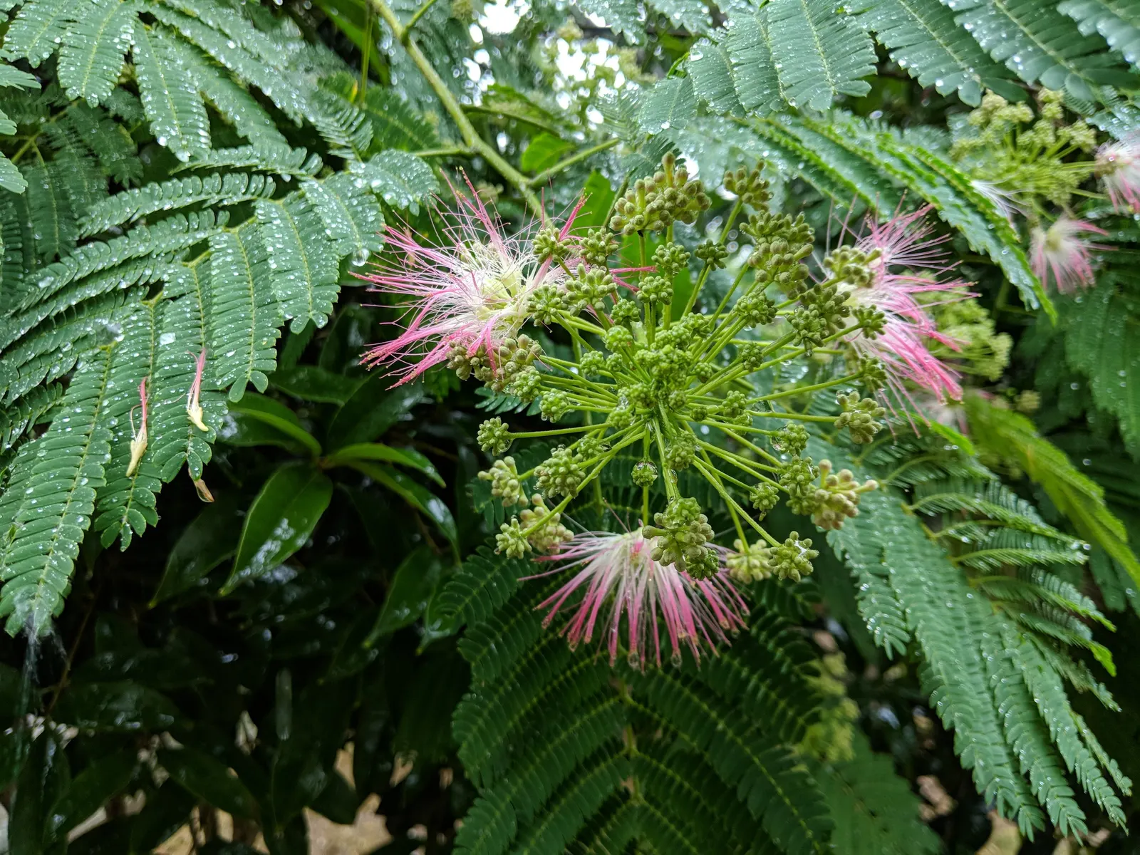 Silk Tree (Albizia Julibrissin) — is a captivating ornamental species known for its lush; each composed of hundreds of tiny leaflets, image 49