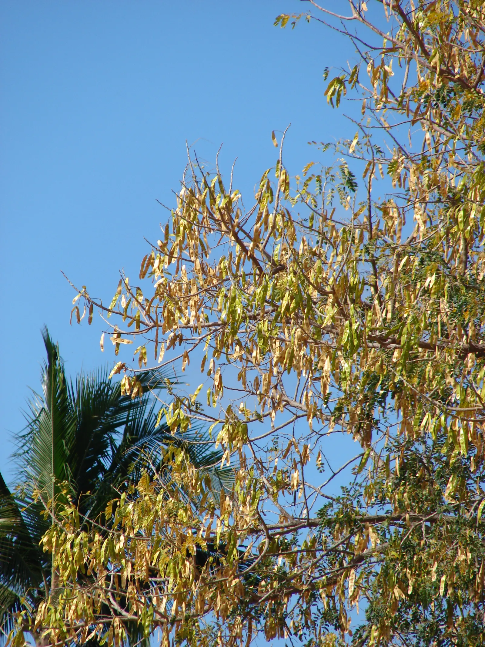Silk Tree (Albizia Julibrissin) — pink flowers in the garden; is a captivating ornamental species known for its lush, image 108