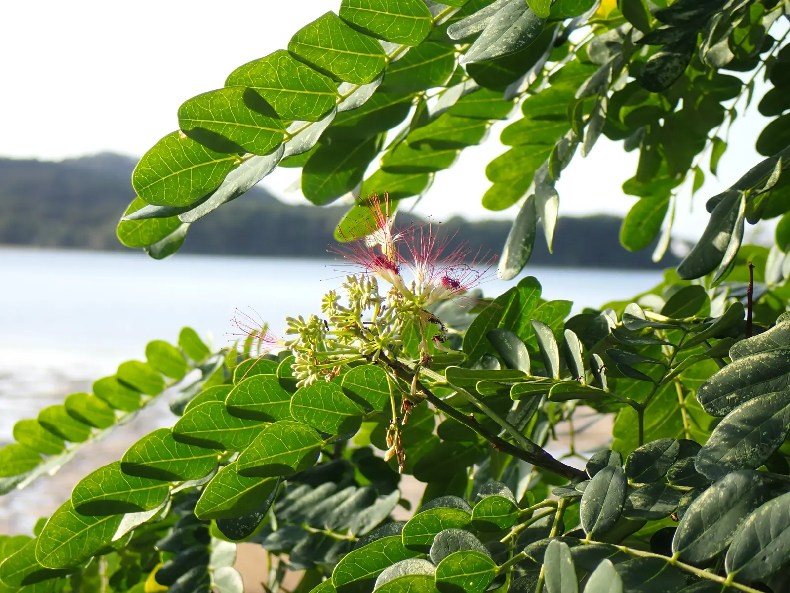 Silk Tree (Albizia Julibrissin) — measuring 10 to 20 inches long; which can spread as wide as 20 to 35 feet when mature, image 121