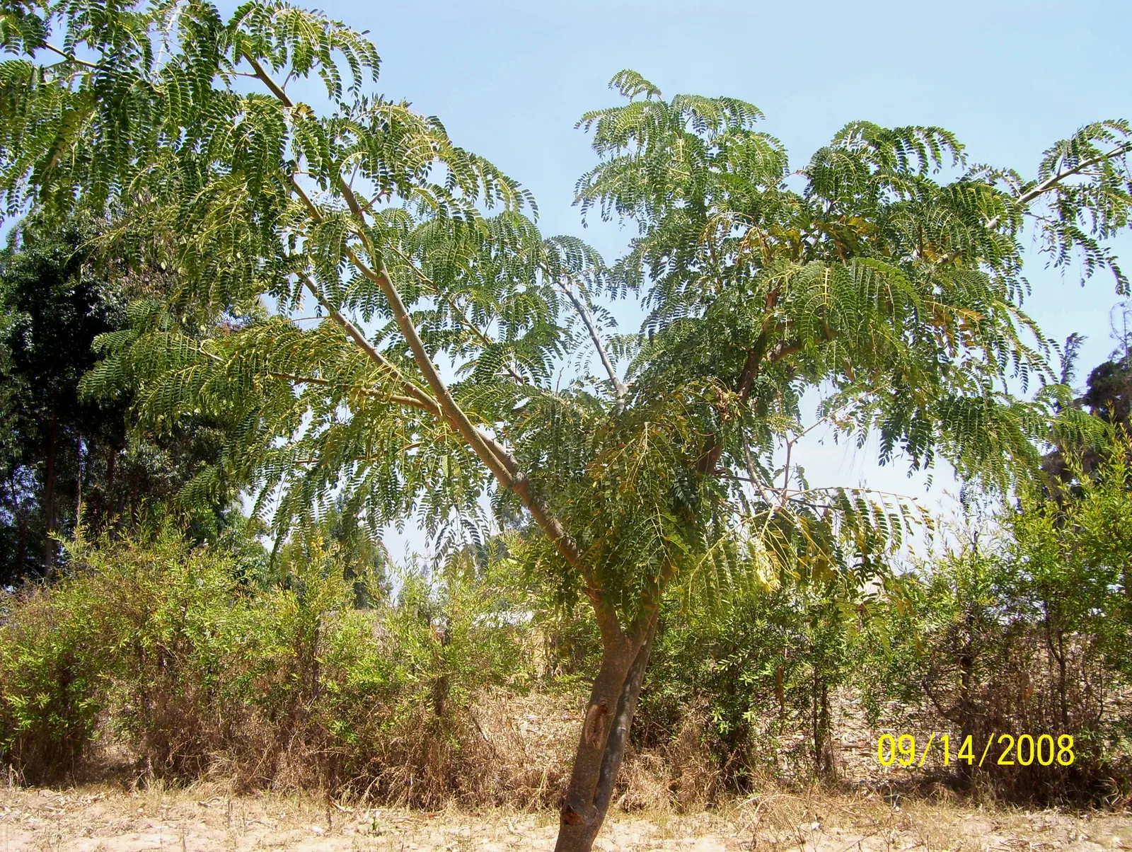 Silk Tree (Albizia Julibrissin) — The Silk Tree is relatively drought-tolerant once established and has a rapid growth rate; feathery foliage and, image 127